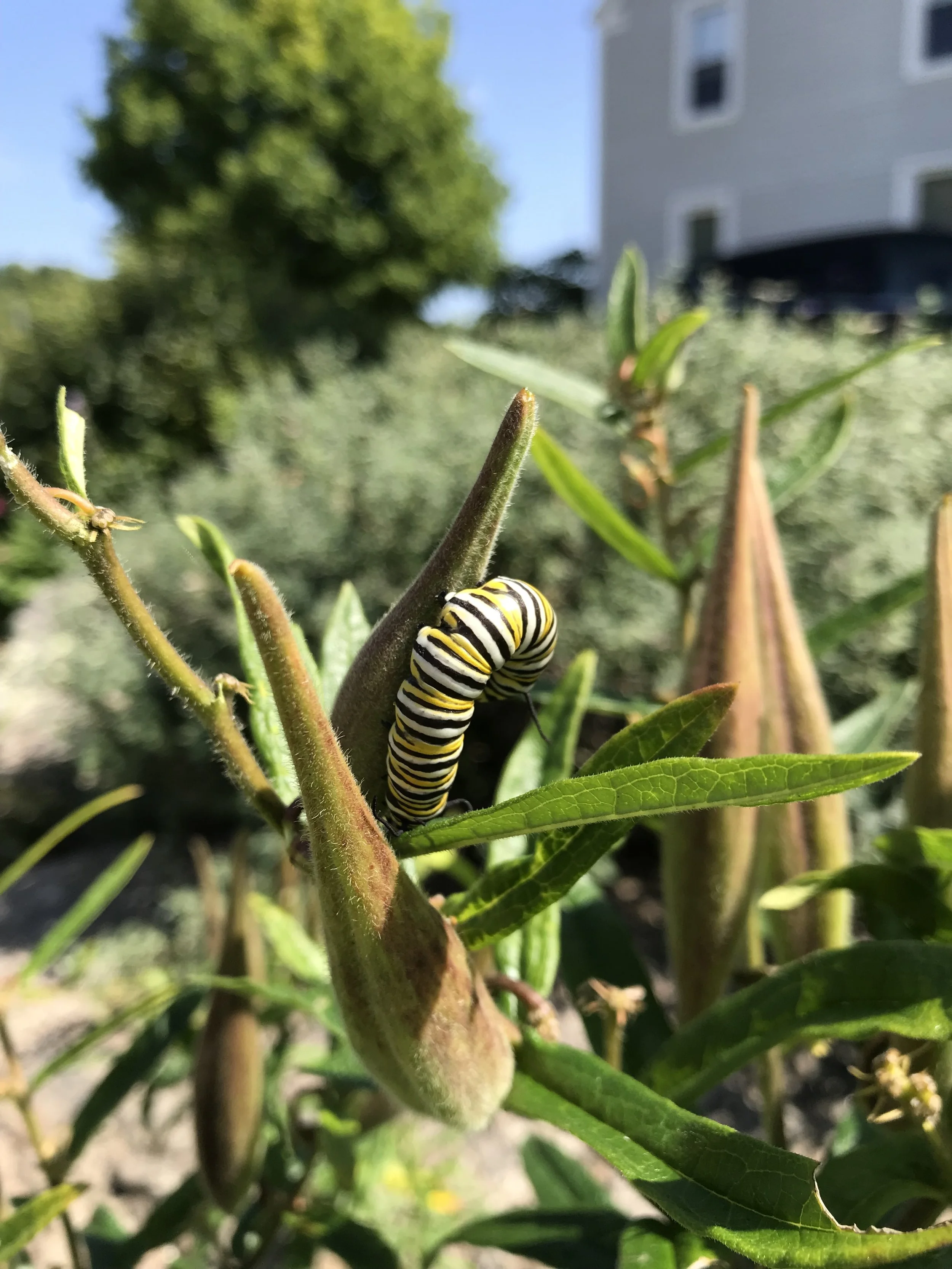Monarch caterpillar on Asclepia tuberosa (Butterflyweed)