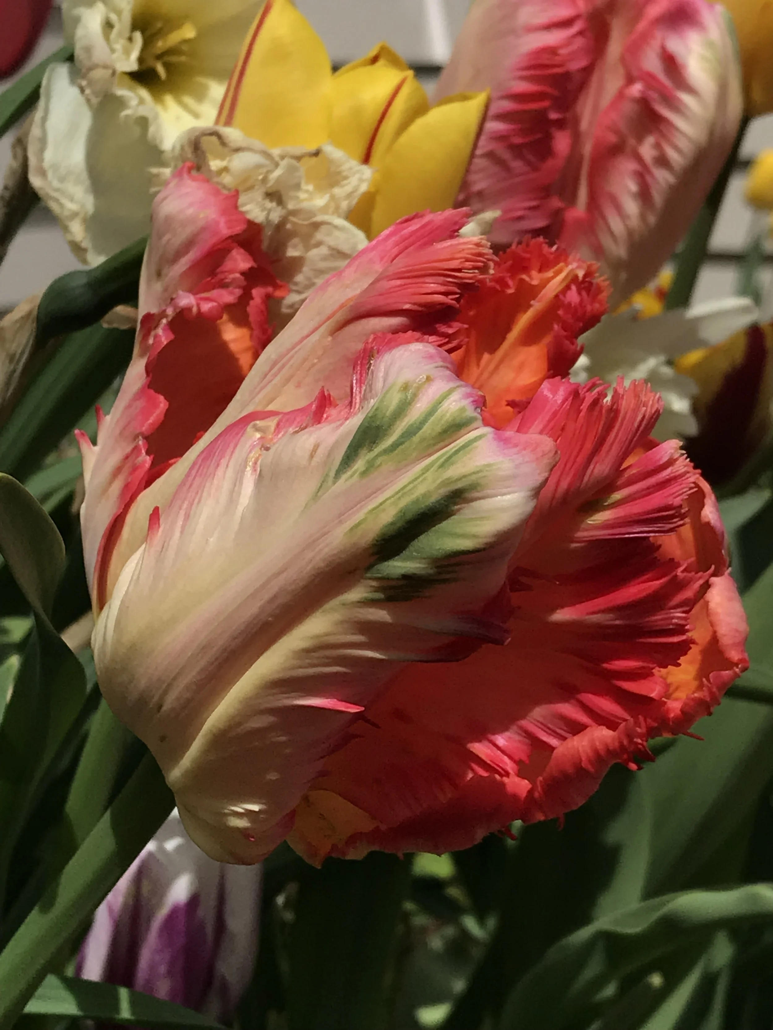 Parrot Tulip