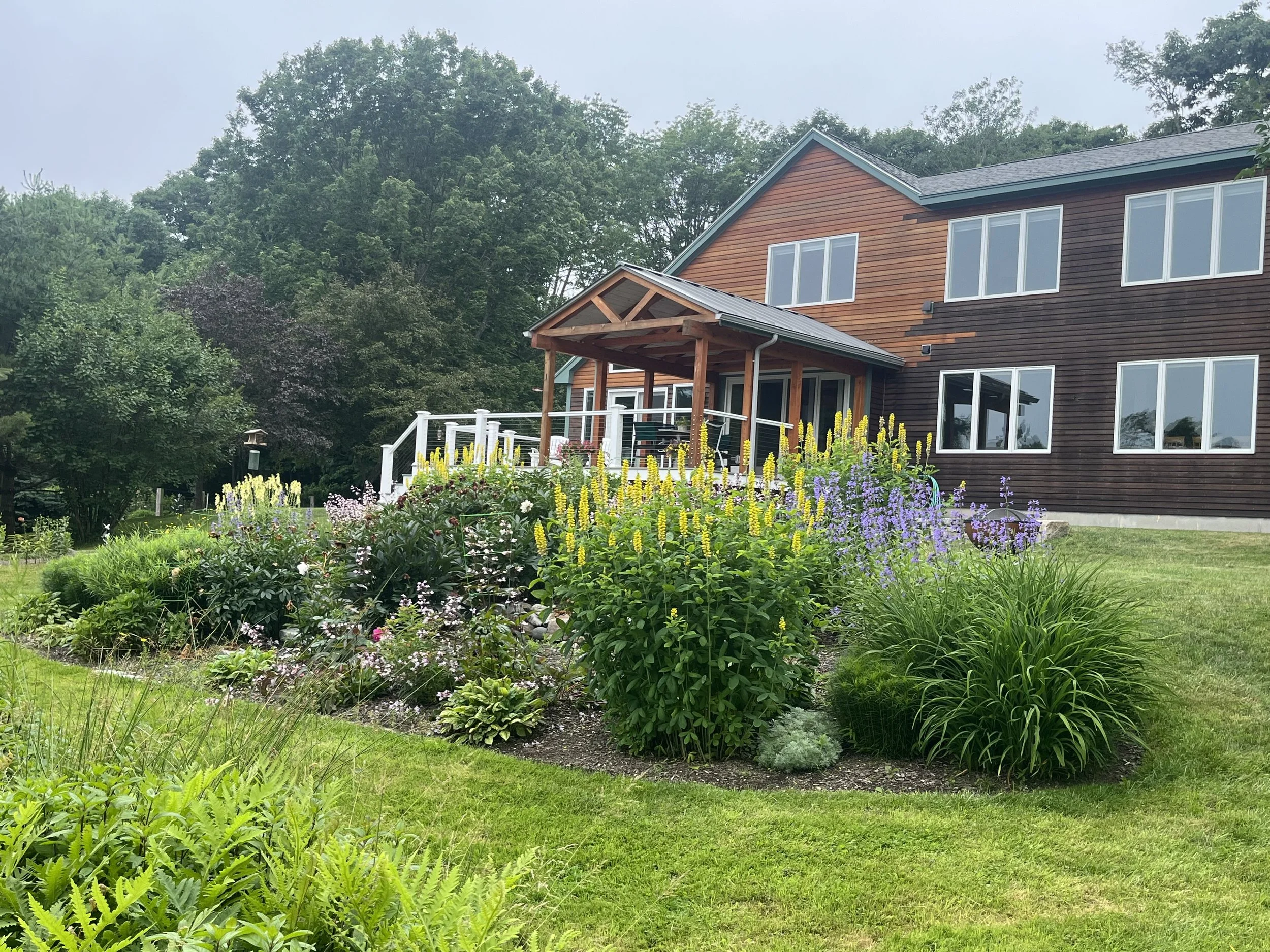 It is so wonderful to see and hear how the garden is blooming profusely at this Harpswell client site. It was an extremely tough job to conquer!! The area you see blooming had gone completely feral and we had to dig it all out. Much sweat was weeping