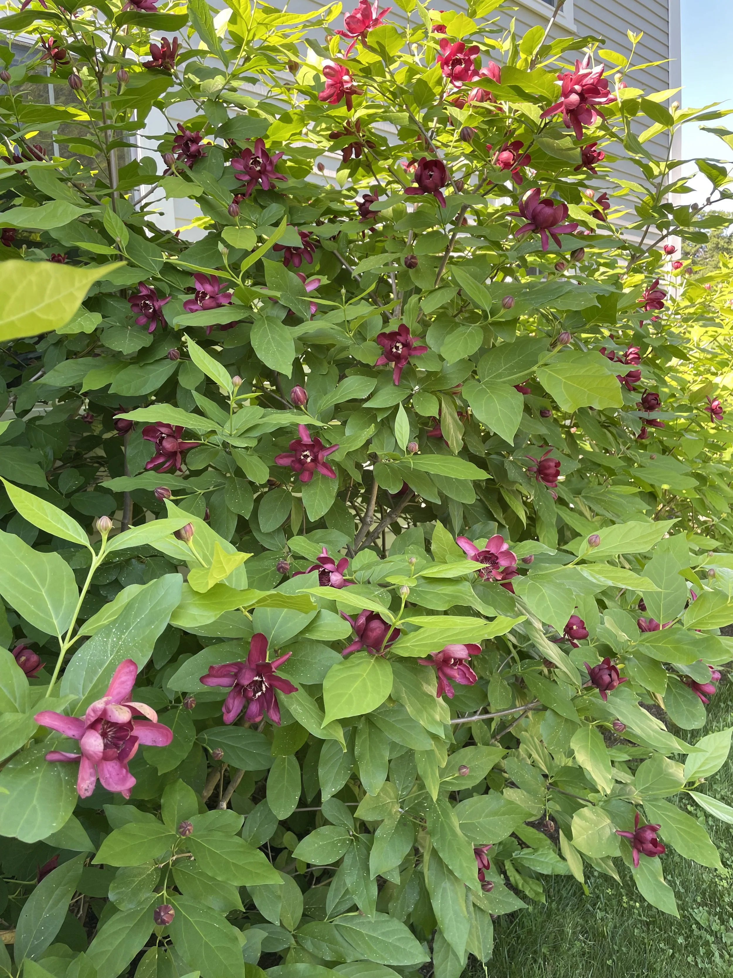 Calycanthus 'Aphrodite' (Sweetshrub)