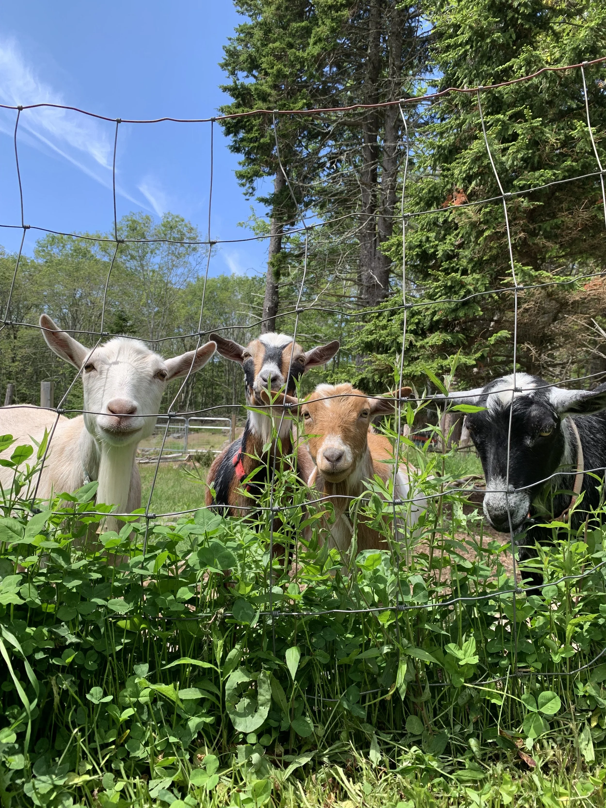 Kate's Goatie Goats poop is Black Gold for your gardens! $50 for a trailer load, about 2 cubic yards and we can spread it for you! Best thing is you can plant right in it, it won't burn your plants like chicken poop will.