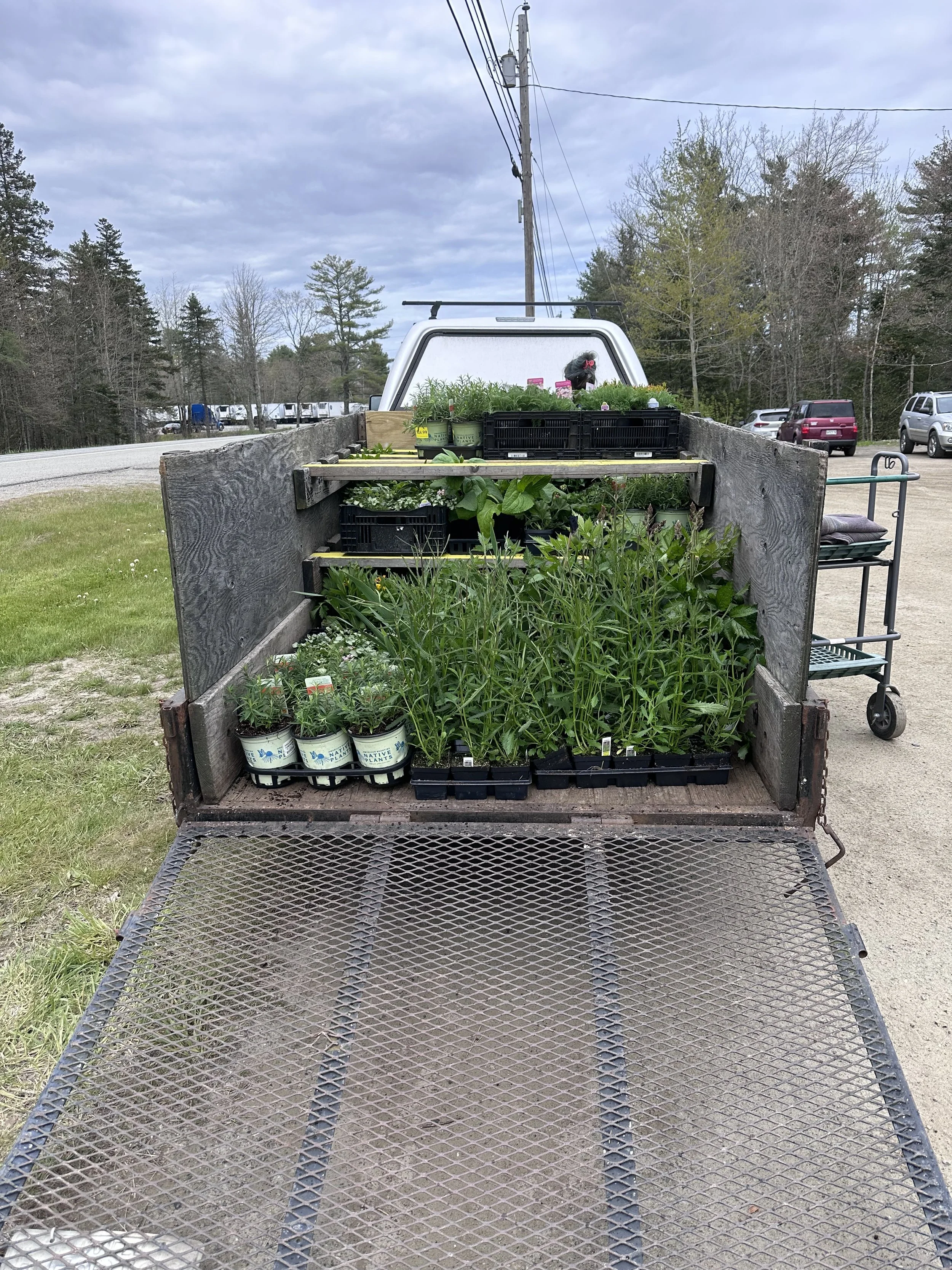 We are so freaking good at plant shopping and transporting!