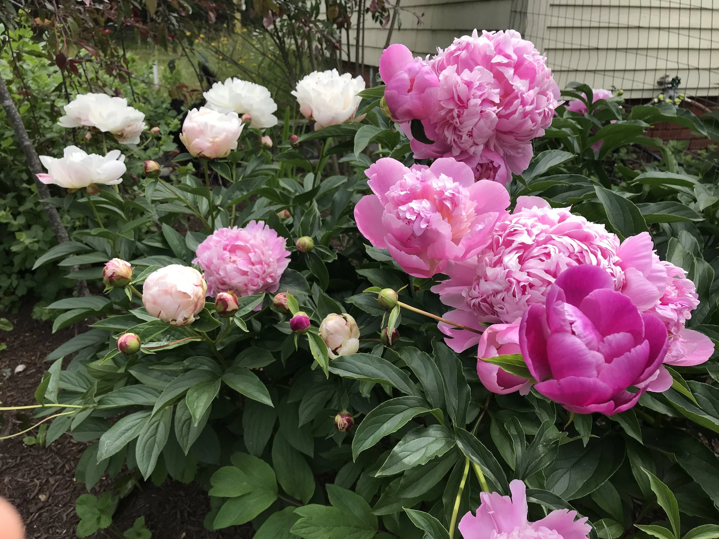 Herbaceous Peonies