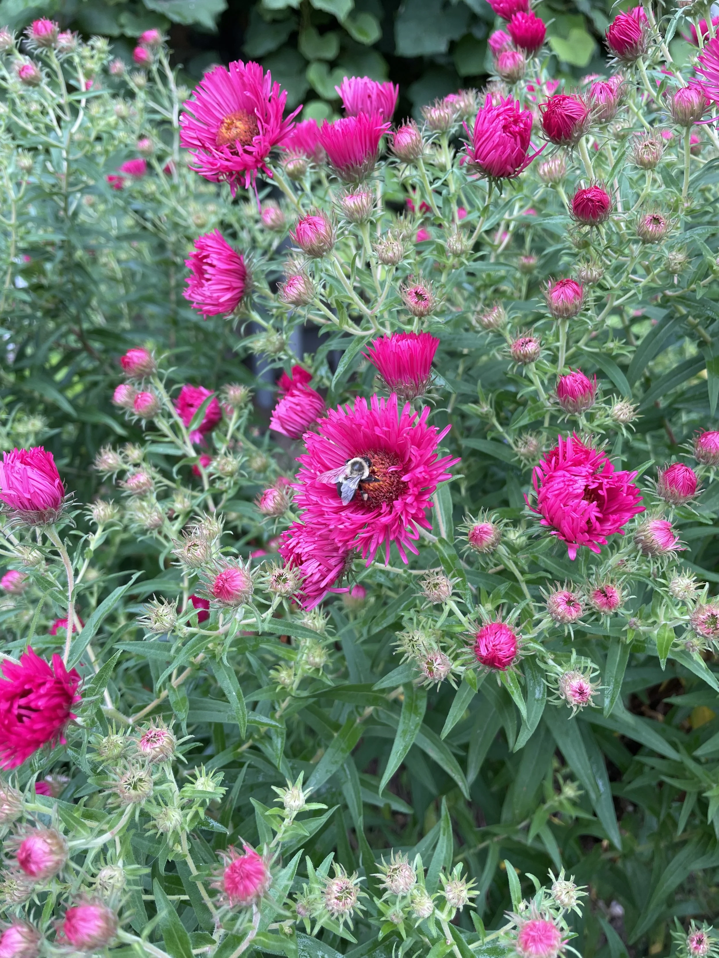 Magnificent Pink Aster