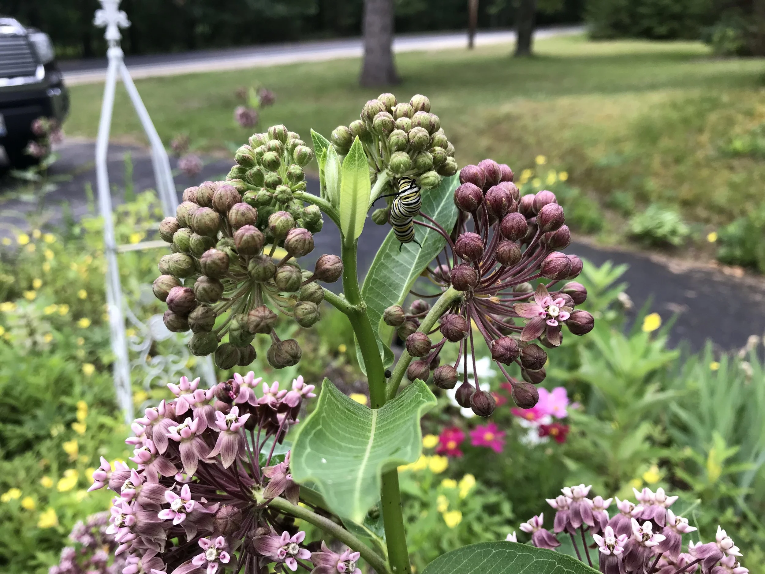 Asclepias syriaca