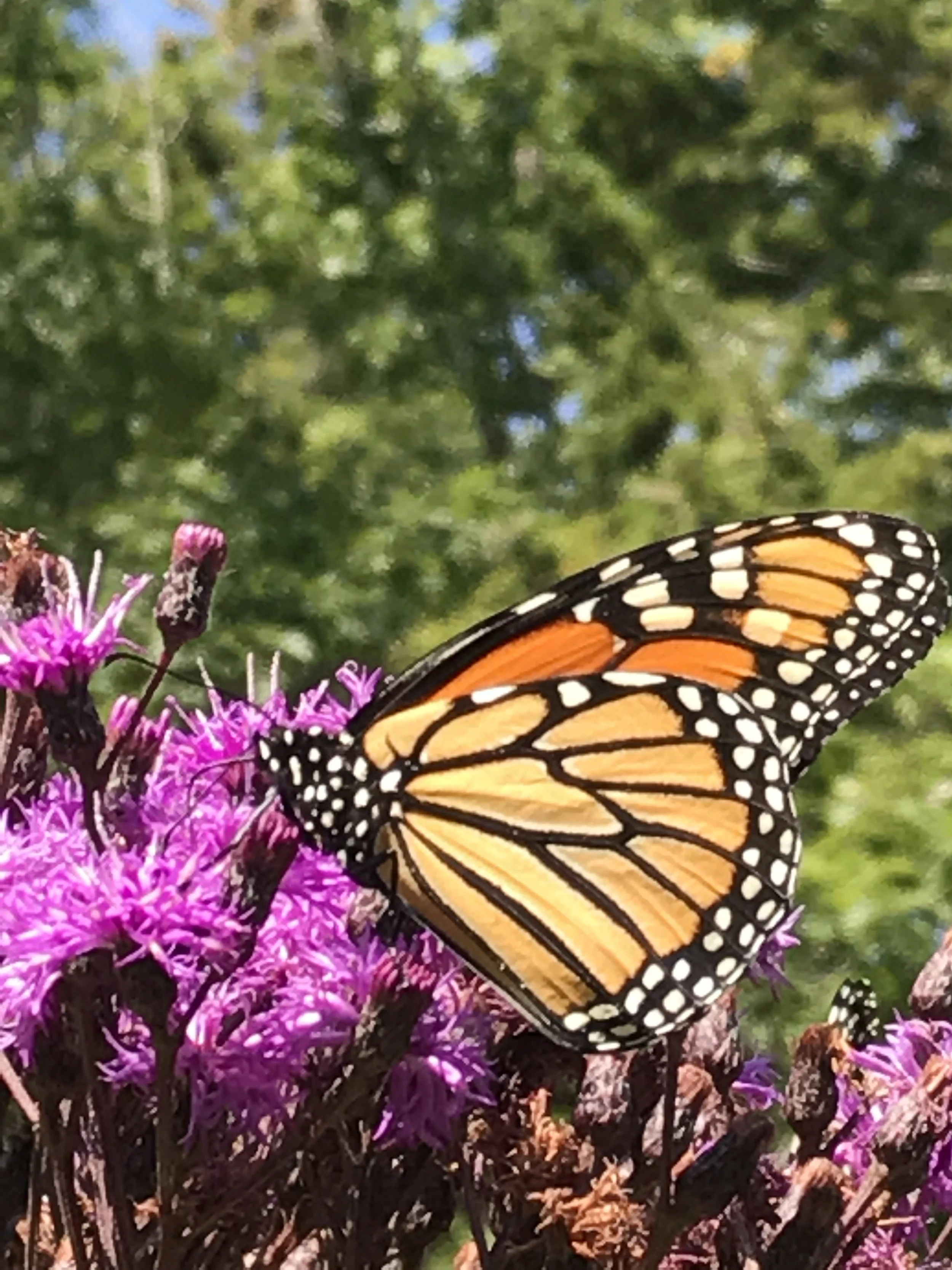 Monarch on native plant Ironweed