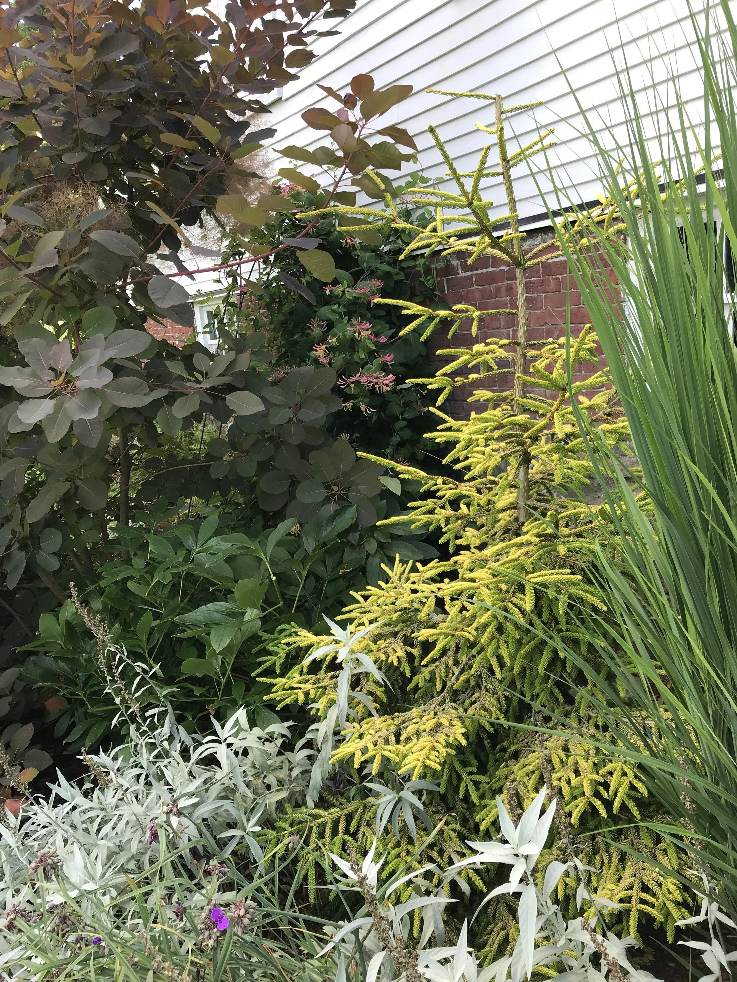 Lovely Contrasting Textures of Golden Spruce, Artemisia, Smokebush and Ornamental Grass