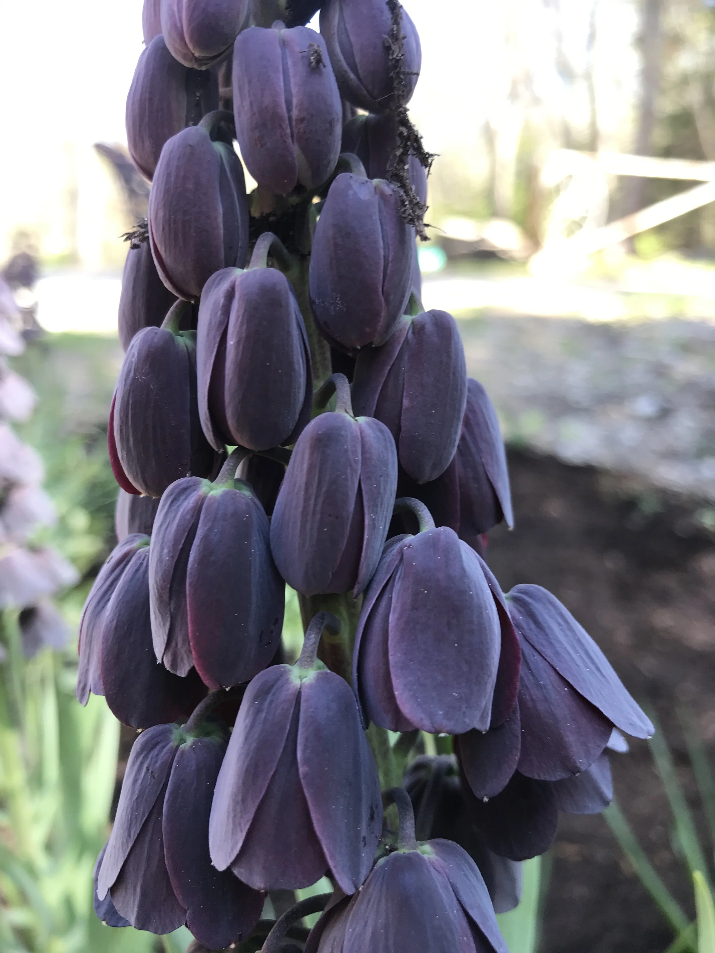 Fritillaria