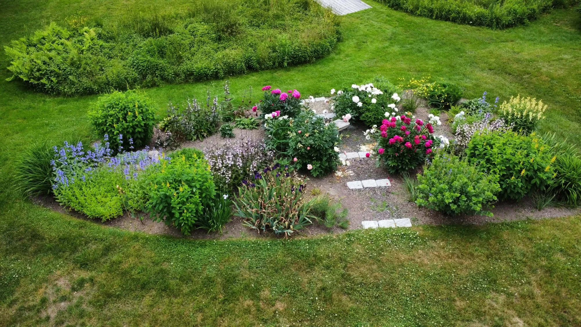 It is so wonderful to see and hear how the garden is blooming profusely at this Harpswell client site. It was an extremely tough job to conquer!! The area you see blooming had gone completely feral and we had to dig it all out. Much sweat was weeping