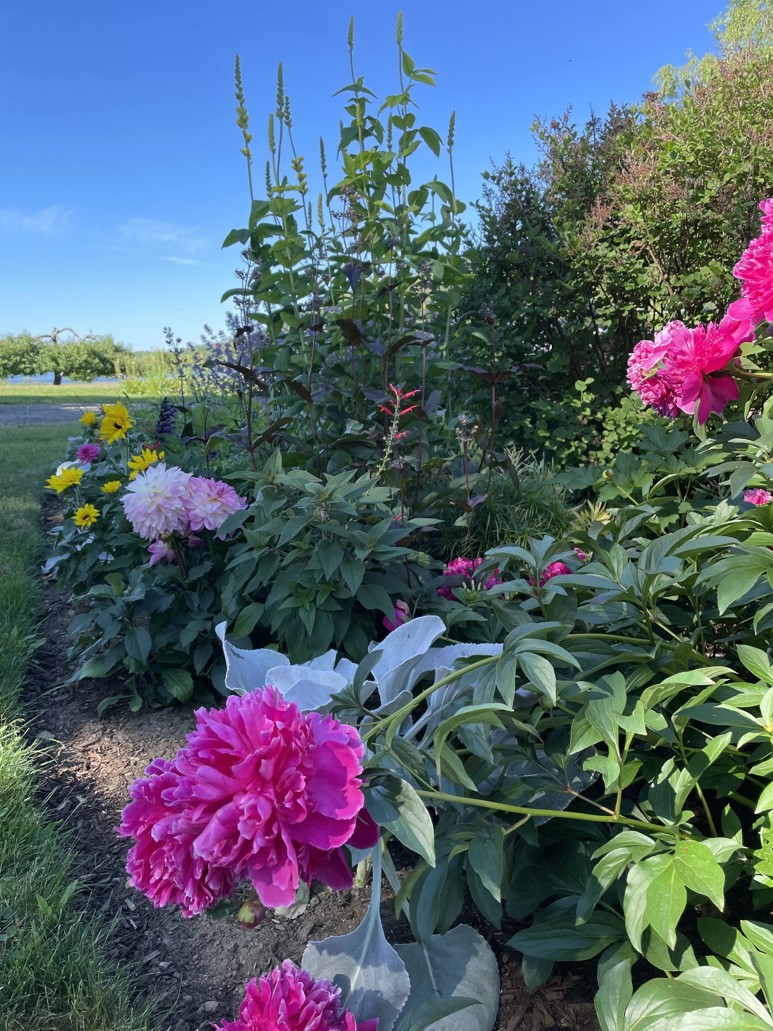 Annual bed with Peonies