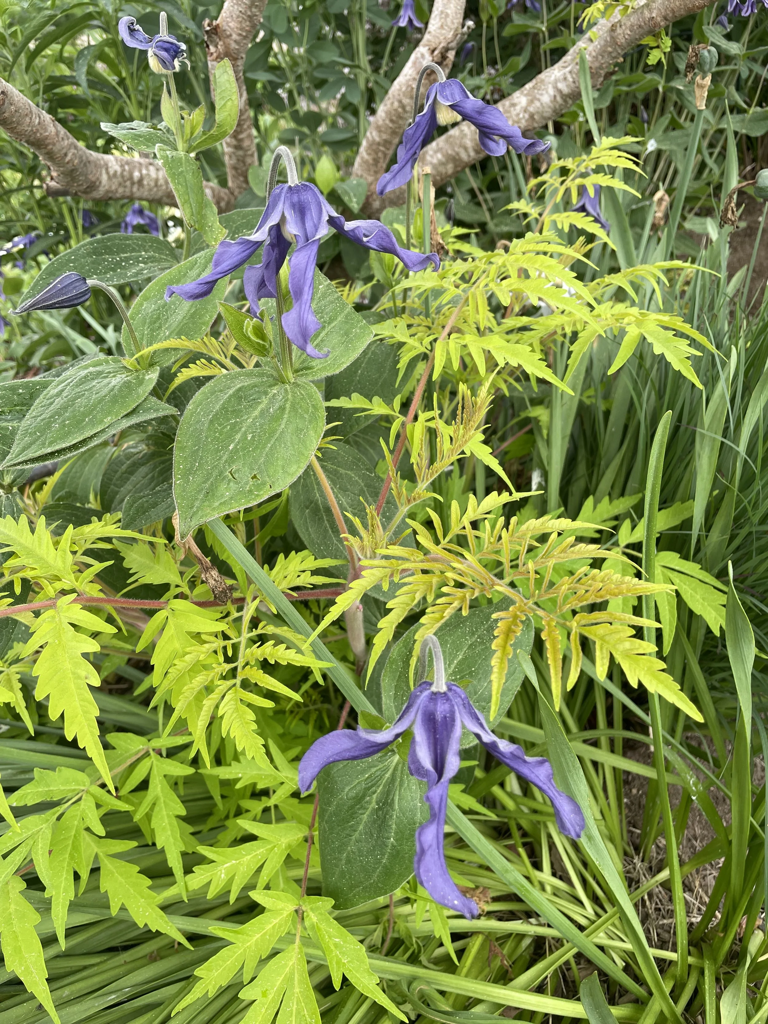 Shrub Clematis and Tiger Eyes Sumac