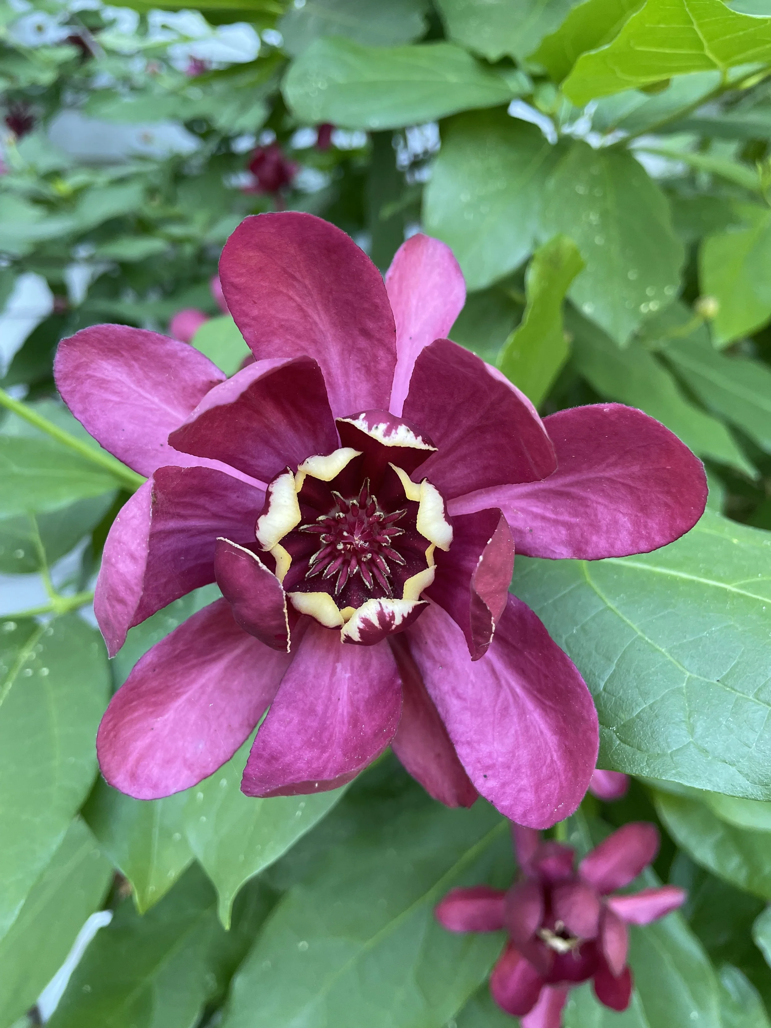 Calycanthus shrub - one of my favs!
