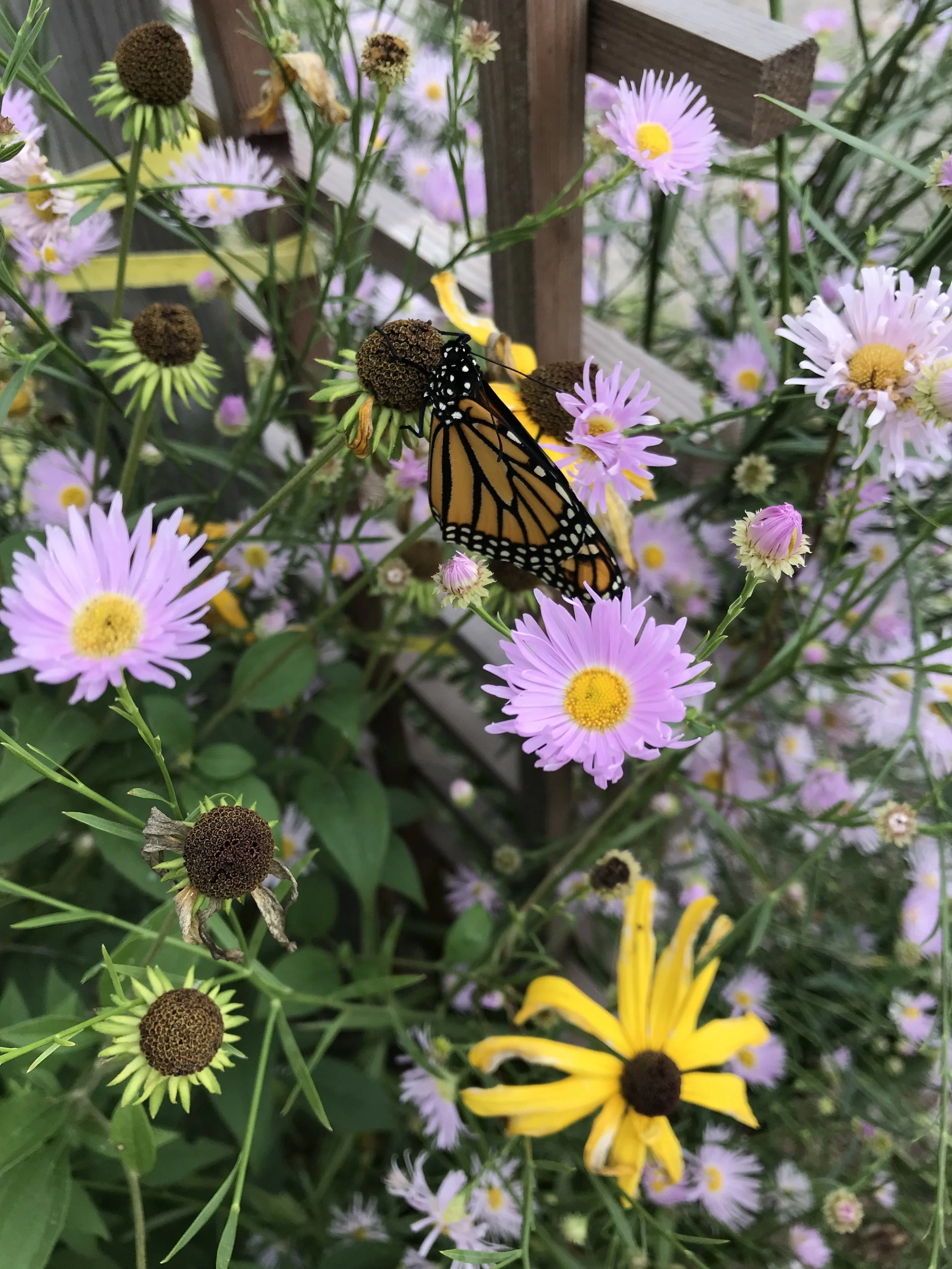 Monarch butterfly on Asters and Rudbeckia