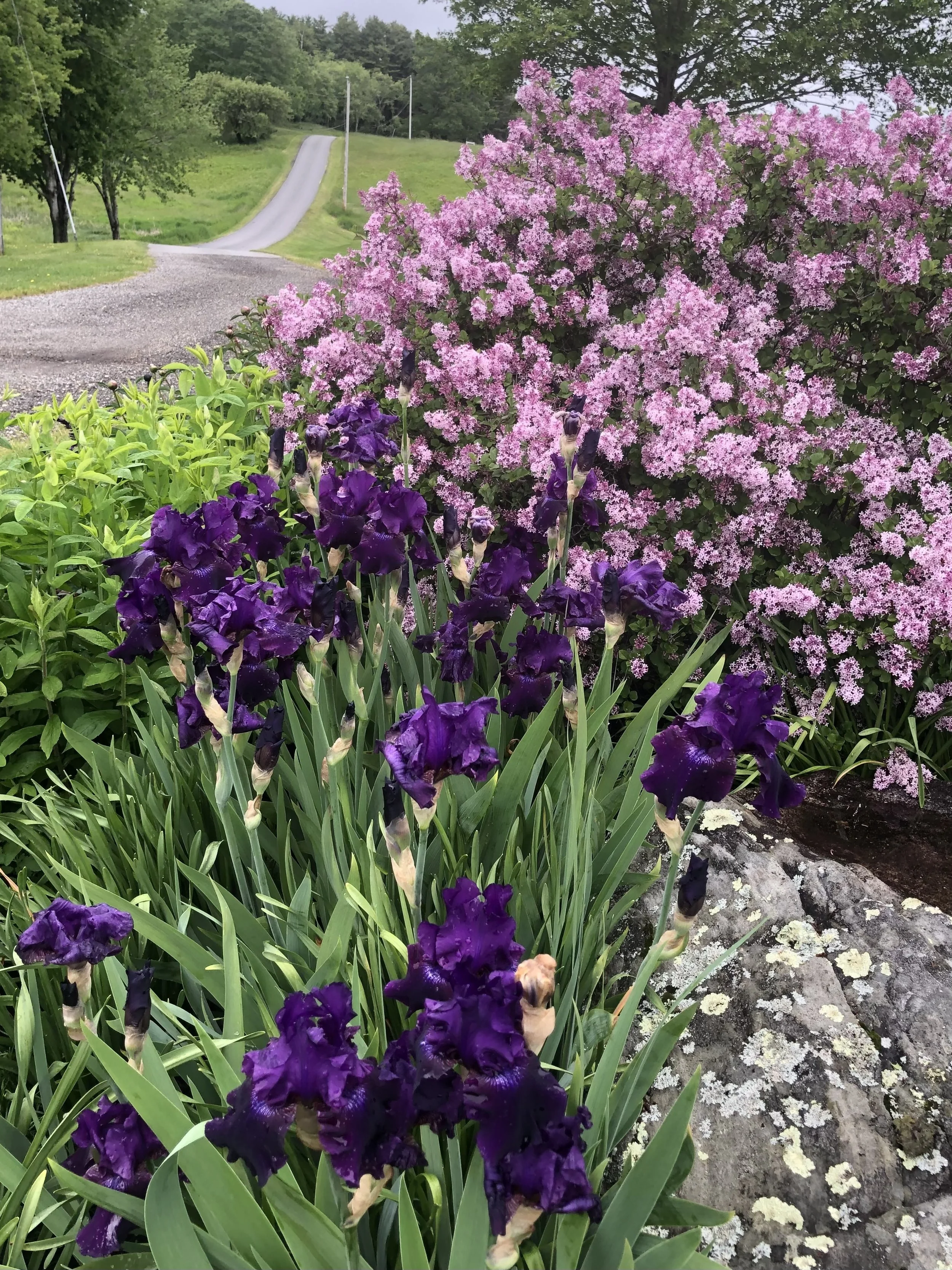 Iris and Dwarf Korean Lilac