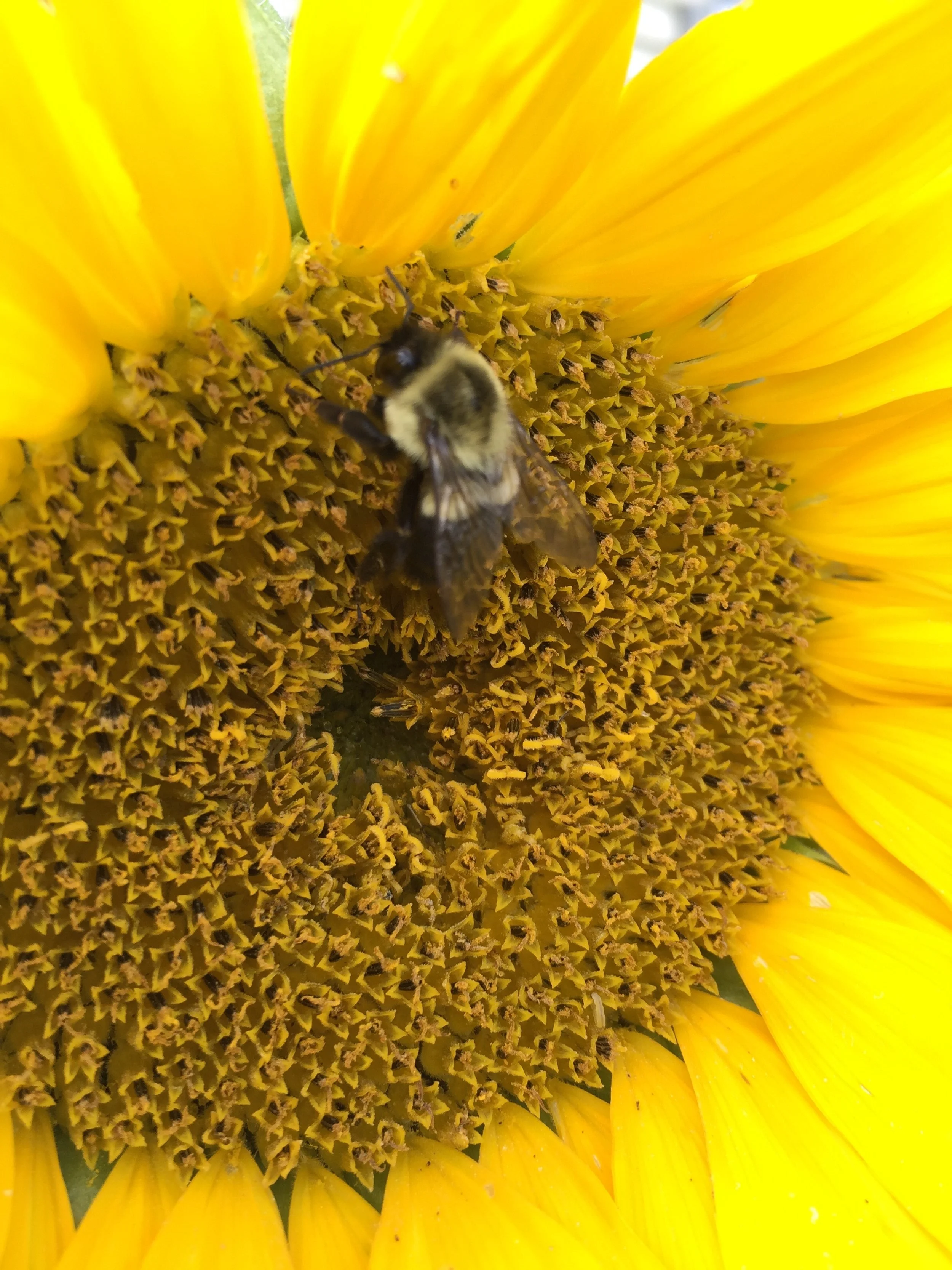 Bee on Sunflower
