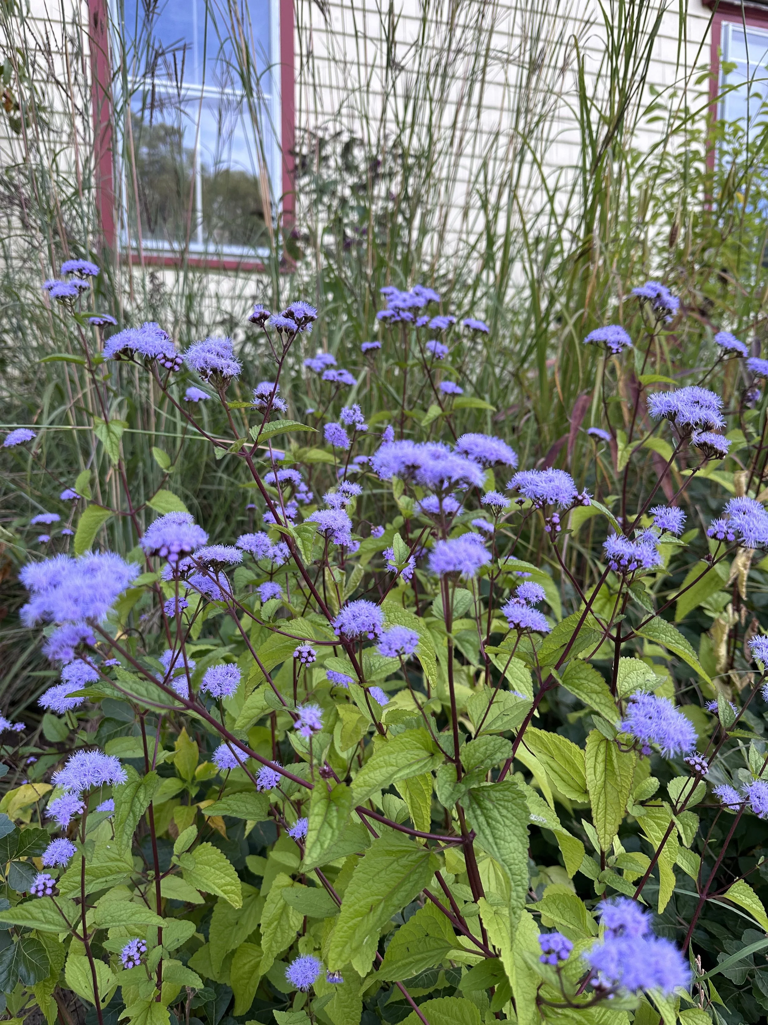 Delightful Eupatorium coelestinum or Blue Mistflower