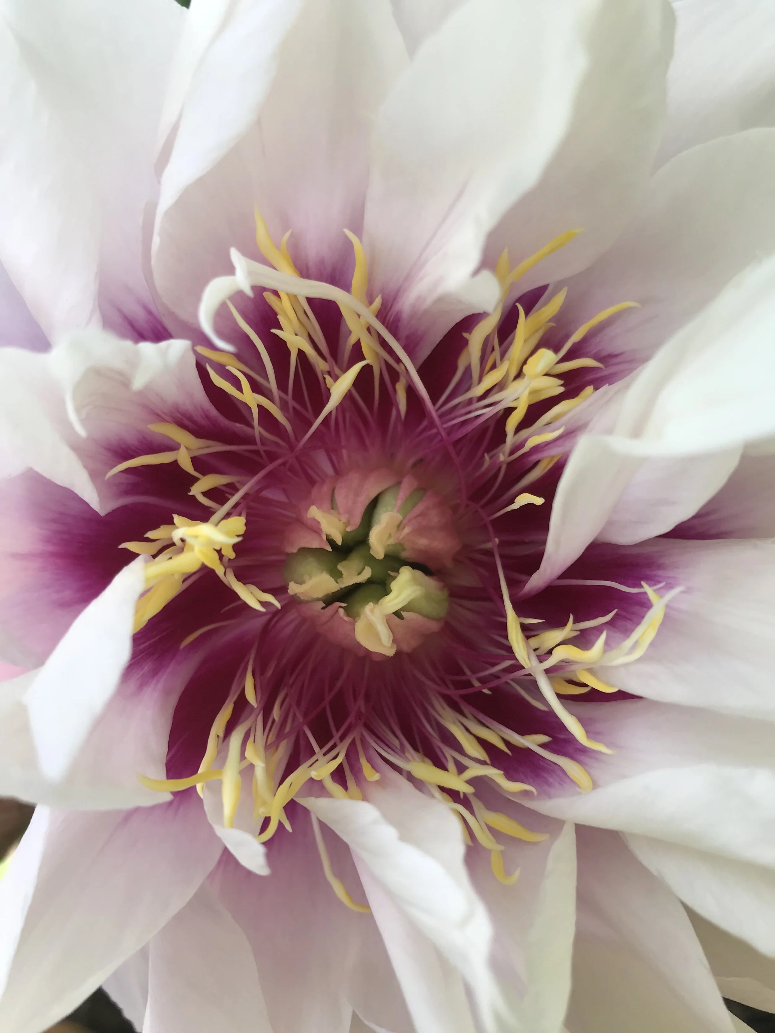 Oh my heart, Peony!