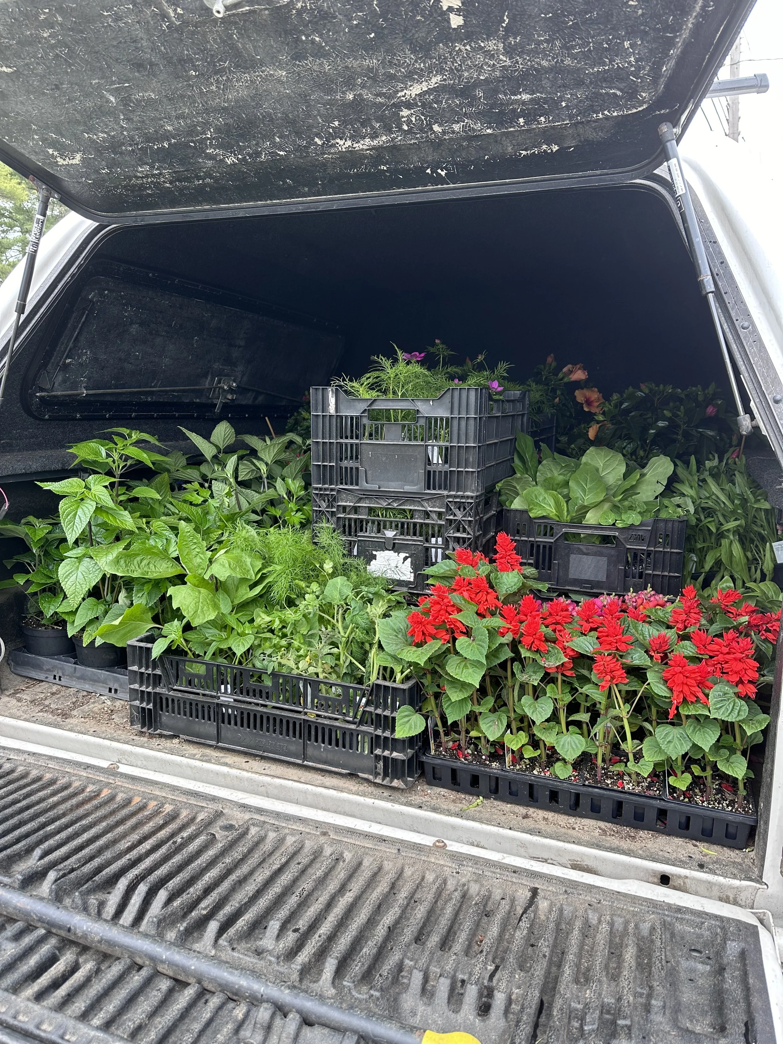 We are so freaking good at plant shopping and transporting!
