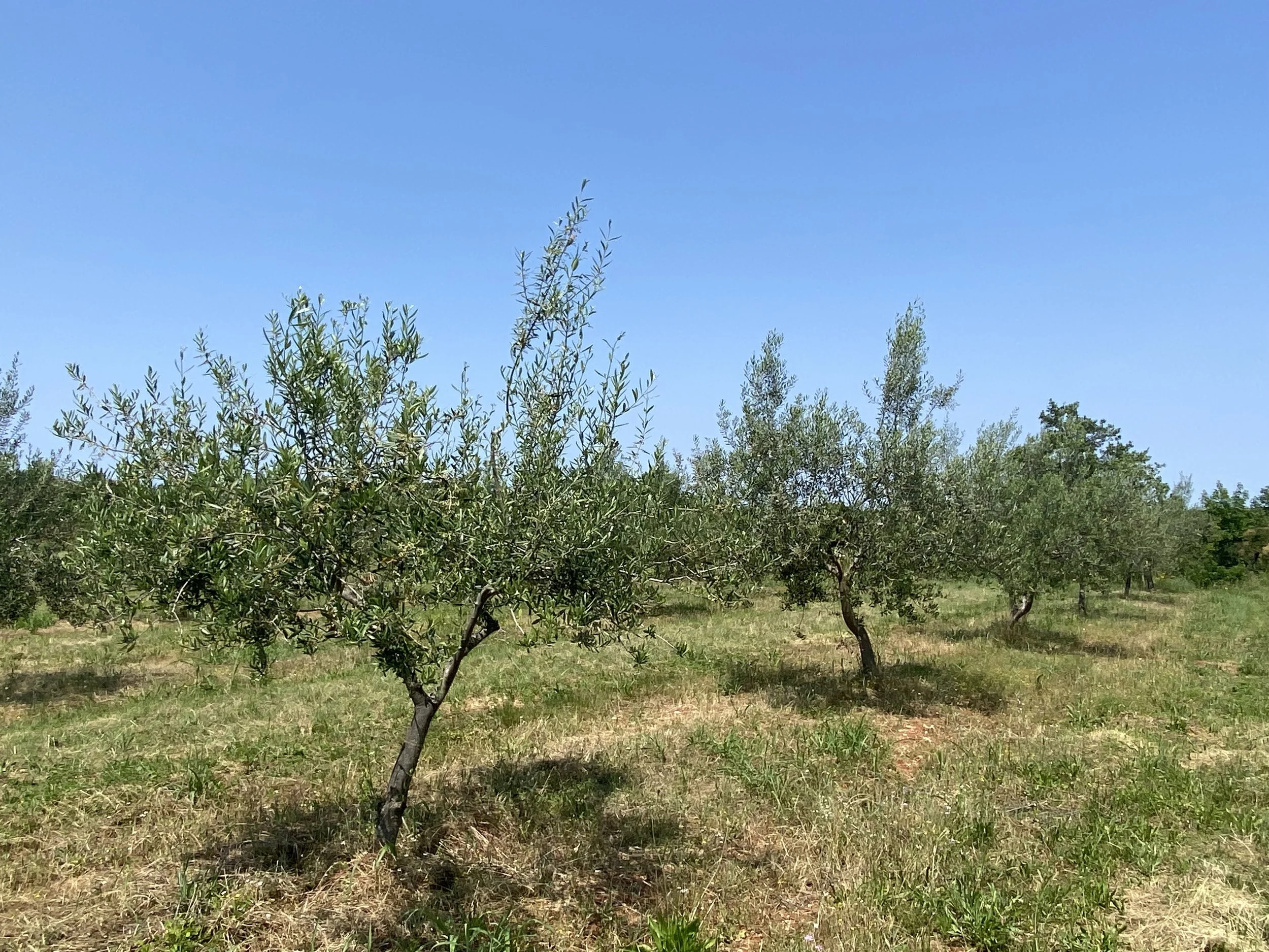 Olivenbaum Olivtree