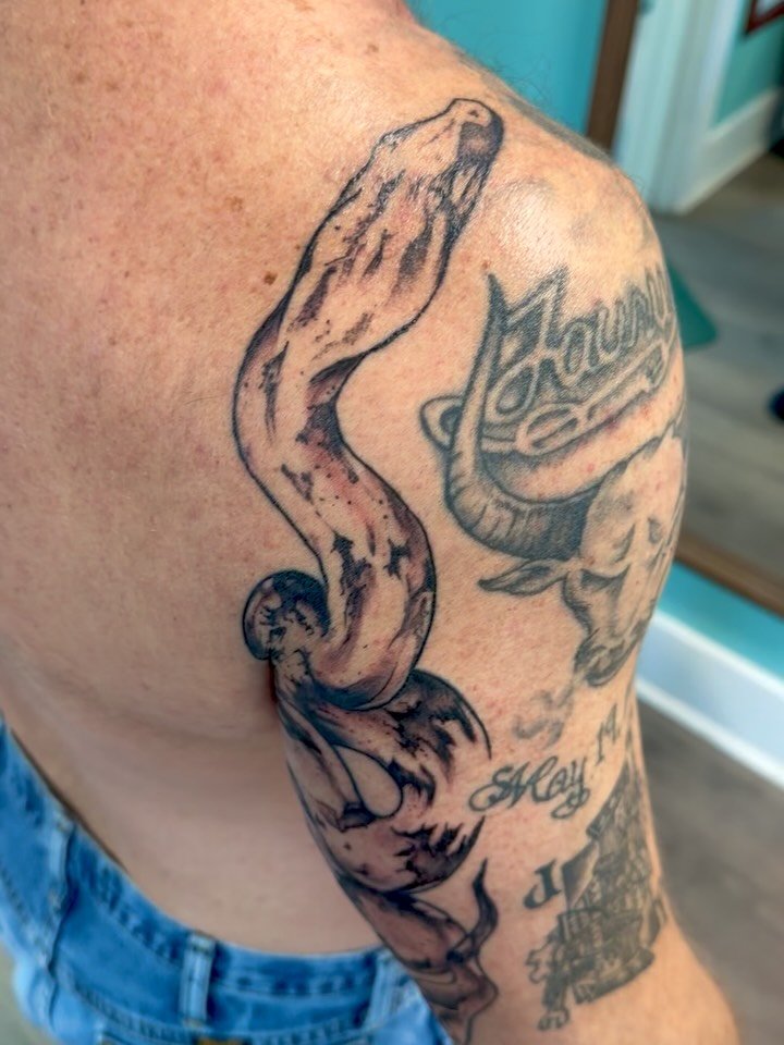 Little python for @drewthompson2092 Thank you so much for letting me do this. It was so much fun (maybe not so much for you&hellip;) sorry. Took it like a champ though!