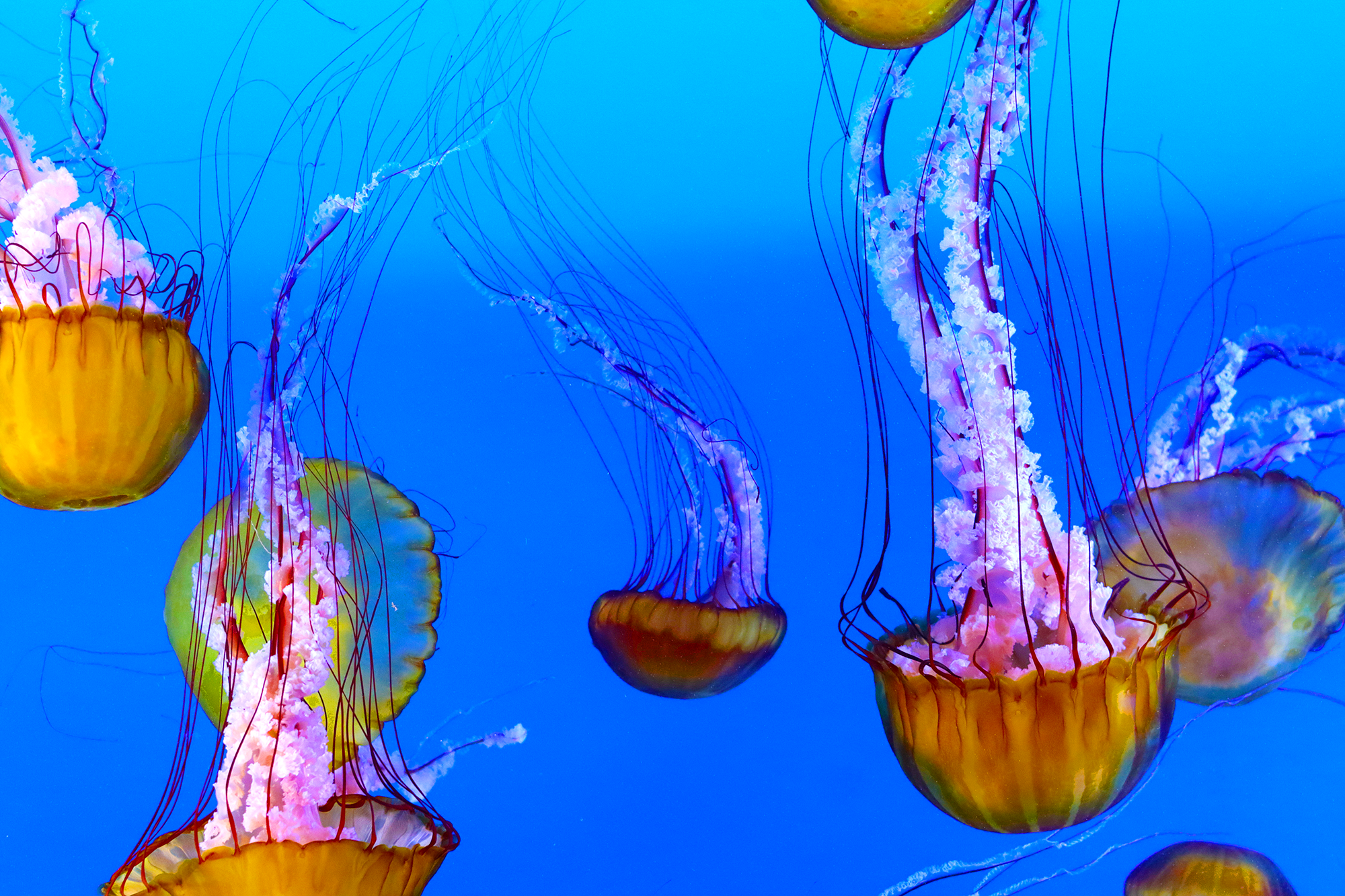 Jellyfish.png