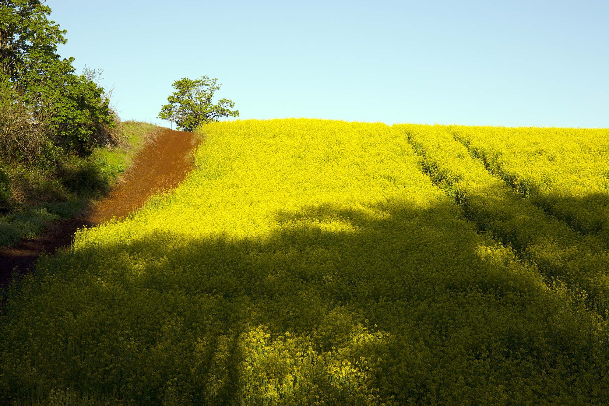 sugarbeets.png