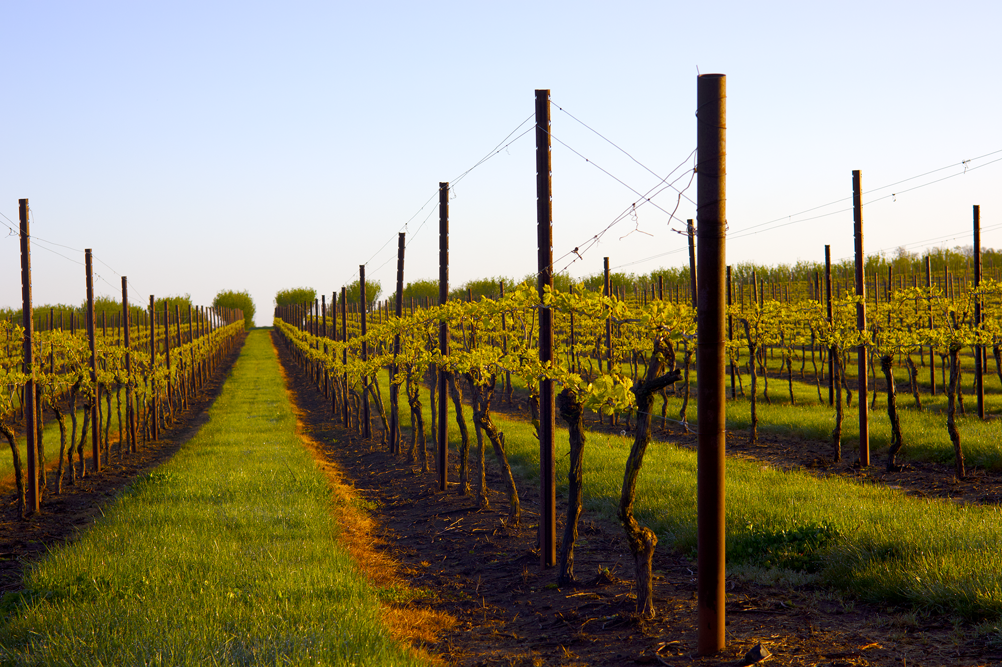 Vinyard.png