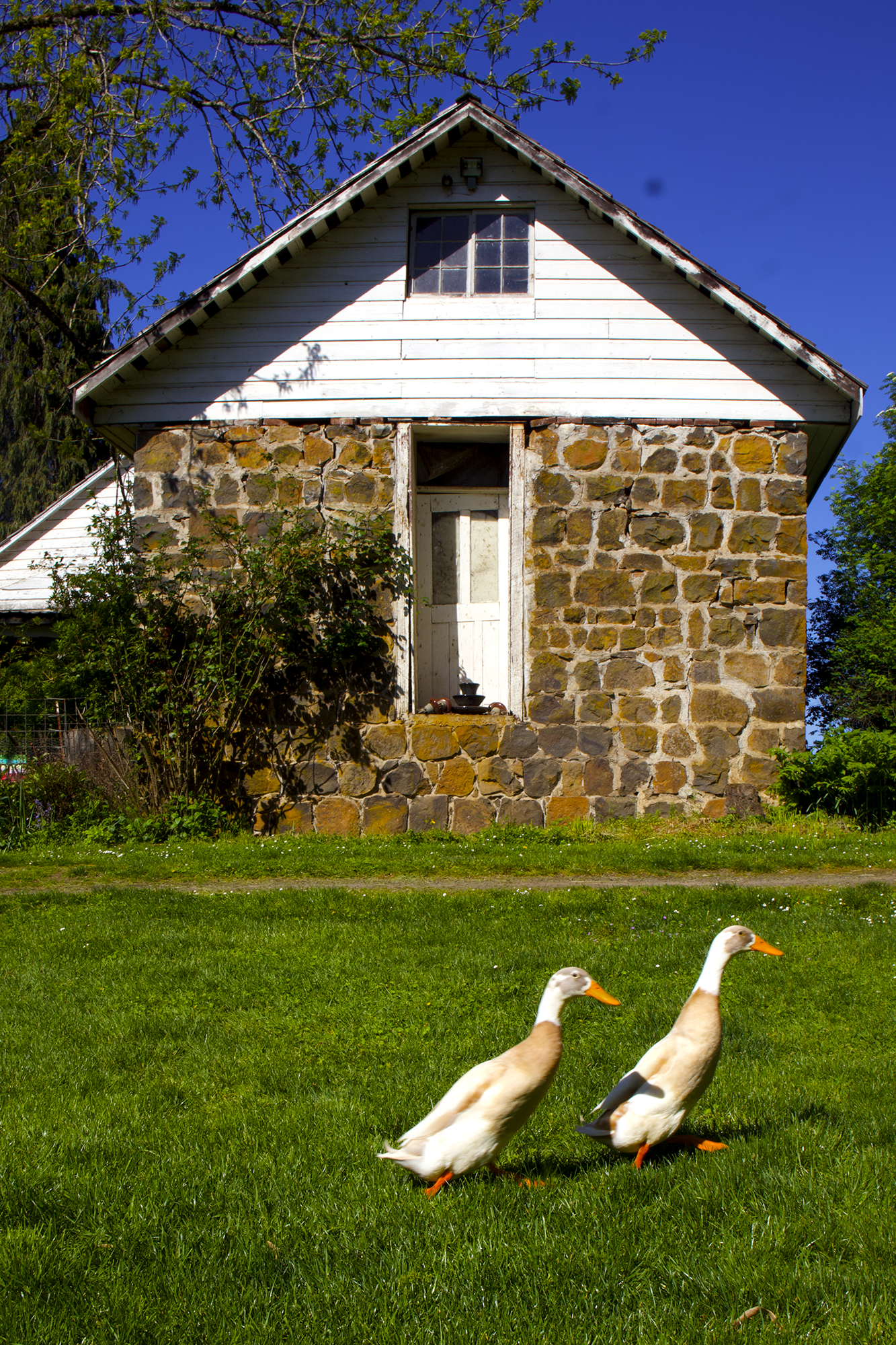 HomersDuck.png