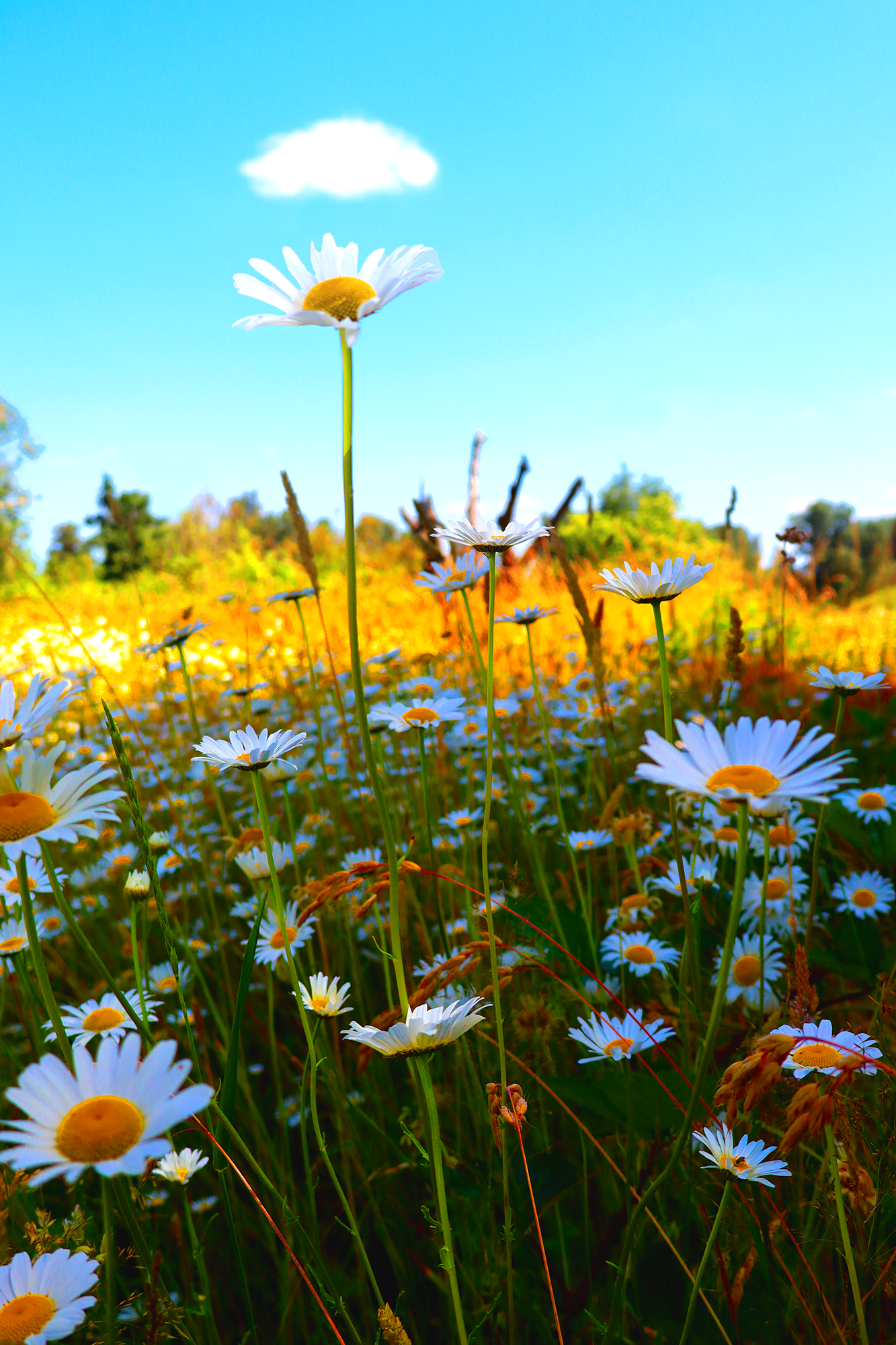 Daisys.png