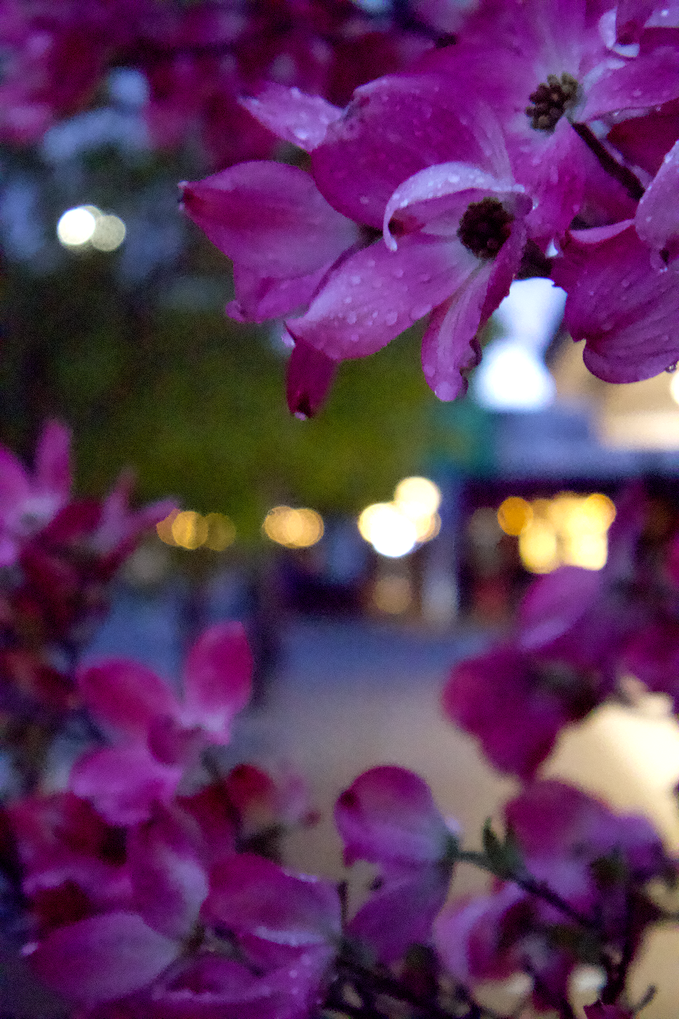 nightfusia.png