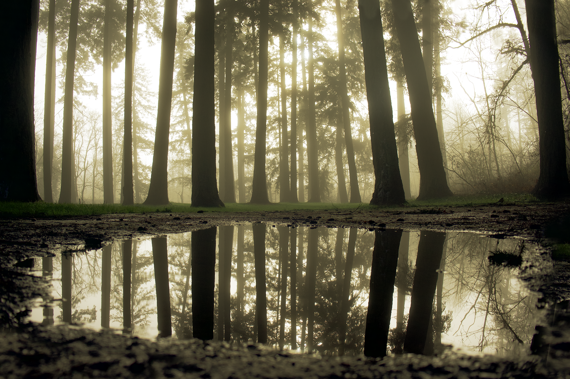 ParkPuddle.png