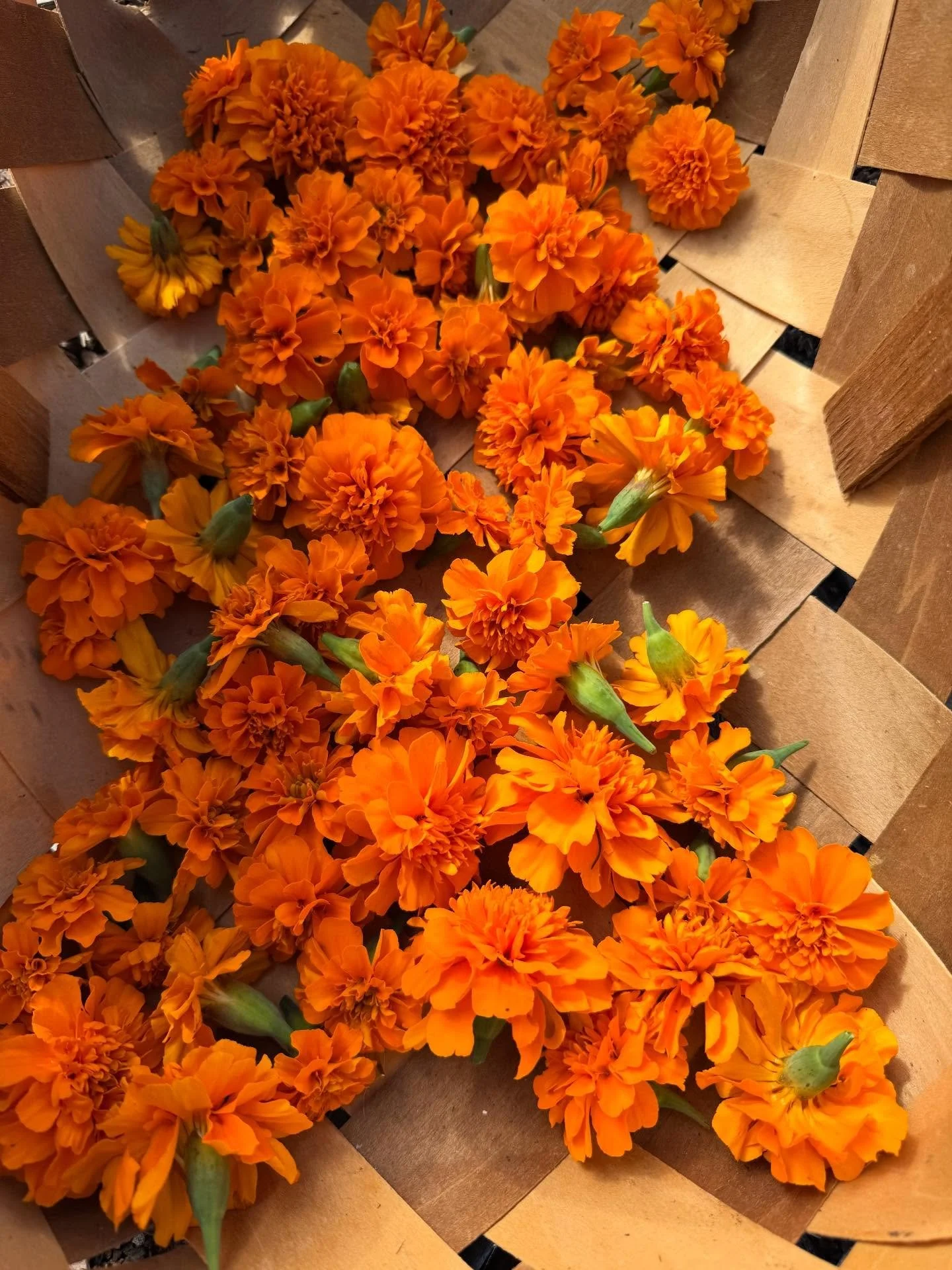 marigolds &amp; memory 🌼 honoring ancestral gifts

Autumn is the season of the ancestors. Across cultures, this time of year is marked by ceremonies and celebrations like D&iacute;a de los Muertos, Halloween/All Hallows&rsquo; Eve, Samhain, and many