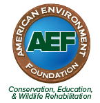 American Environment Foundation