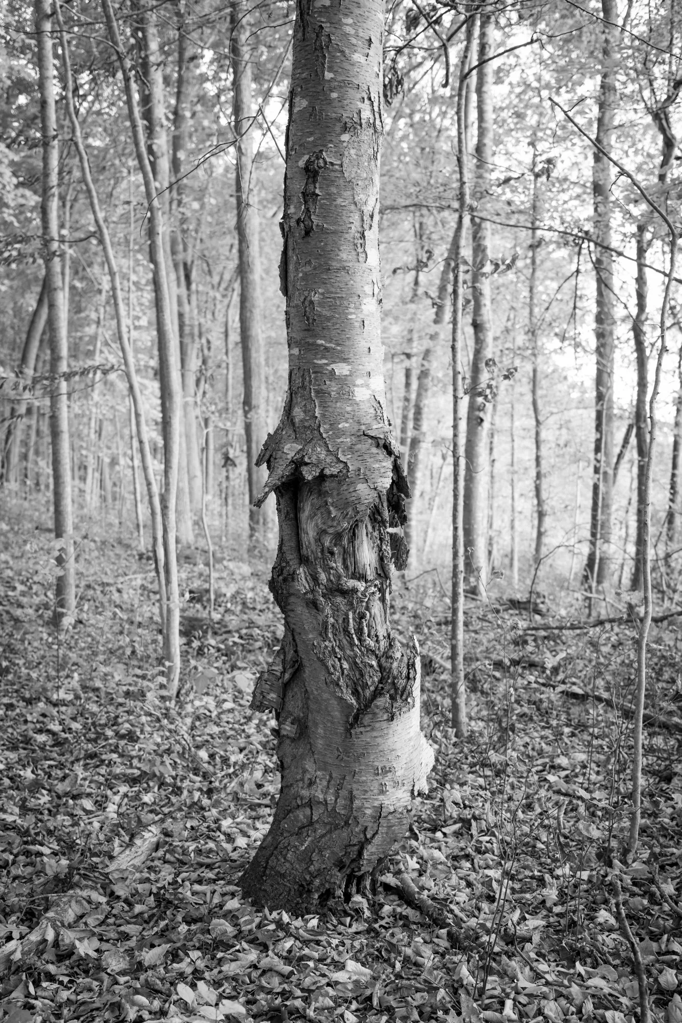 Wounded, pigment print, 11x14 frame, $250