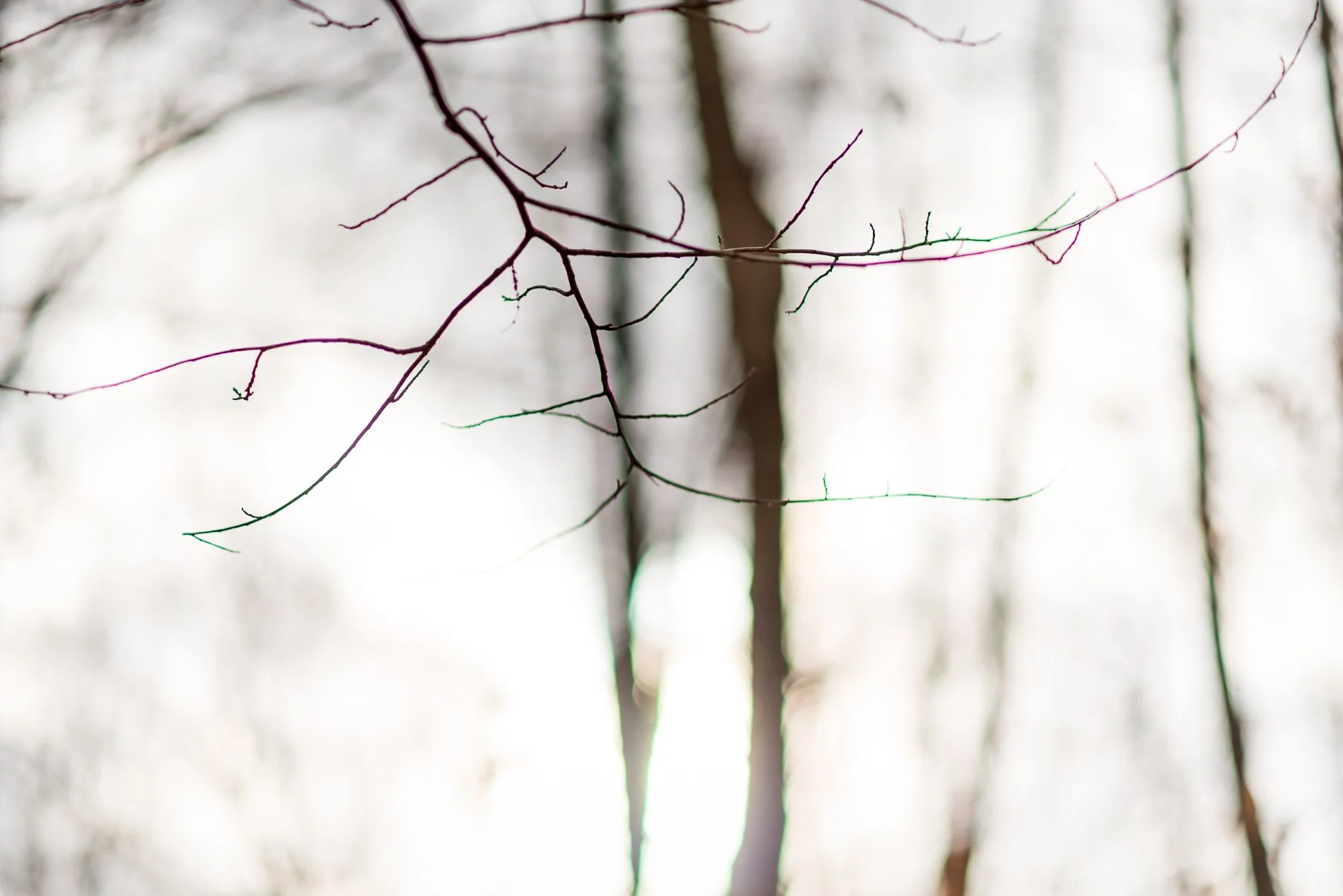 Almost Touching, pigment print, 11x14 frame, $250