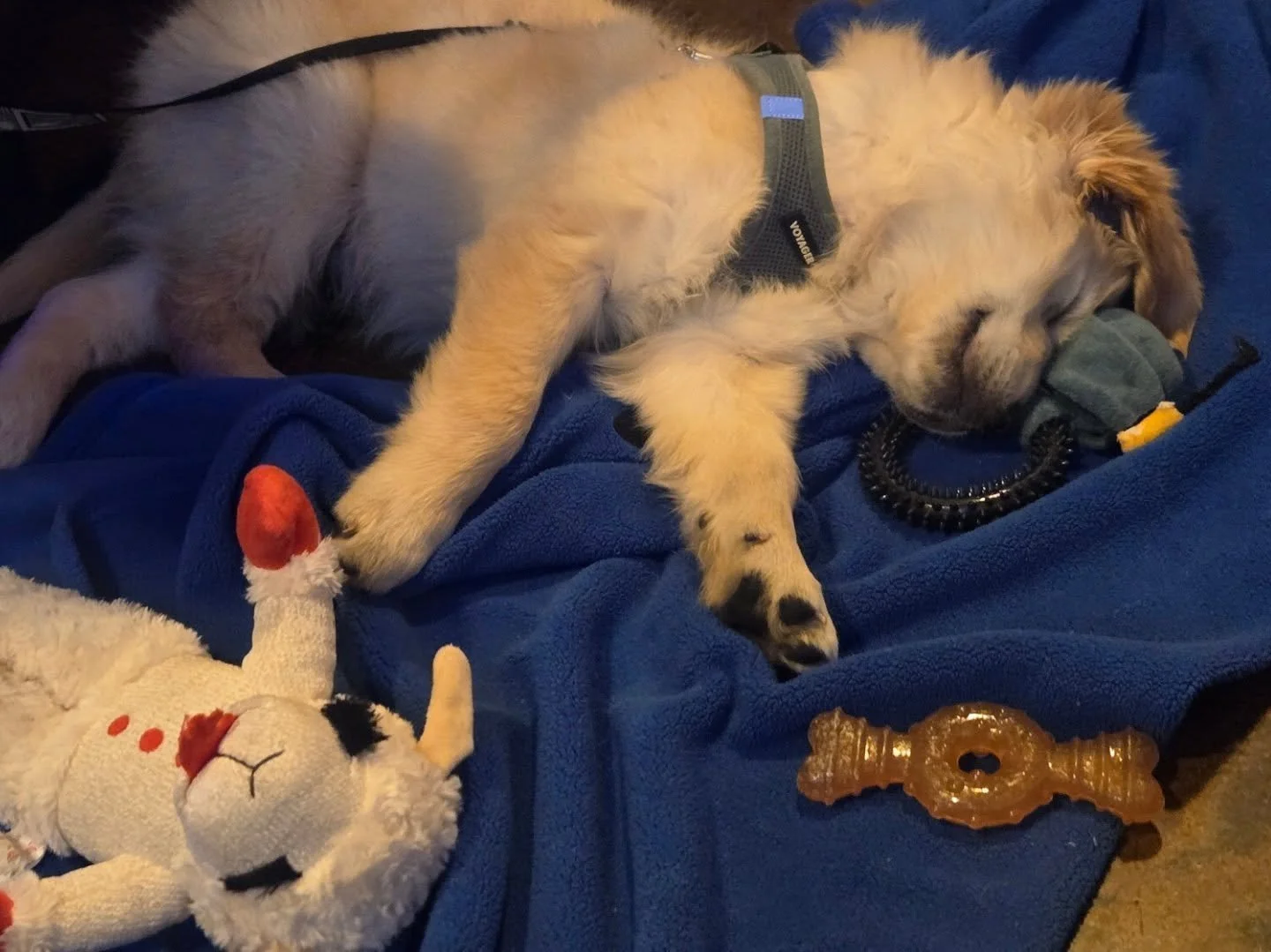 Its crazy the difference a year can make.

Not long ago, everything was normal.  Now every day I have this tiny guy with a not fully functional brain getting himself into easily avoidable dilemmas and then crying loudly about it until it's everyone e