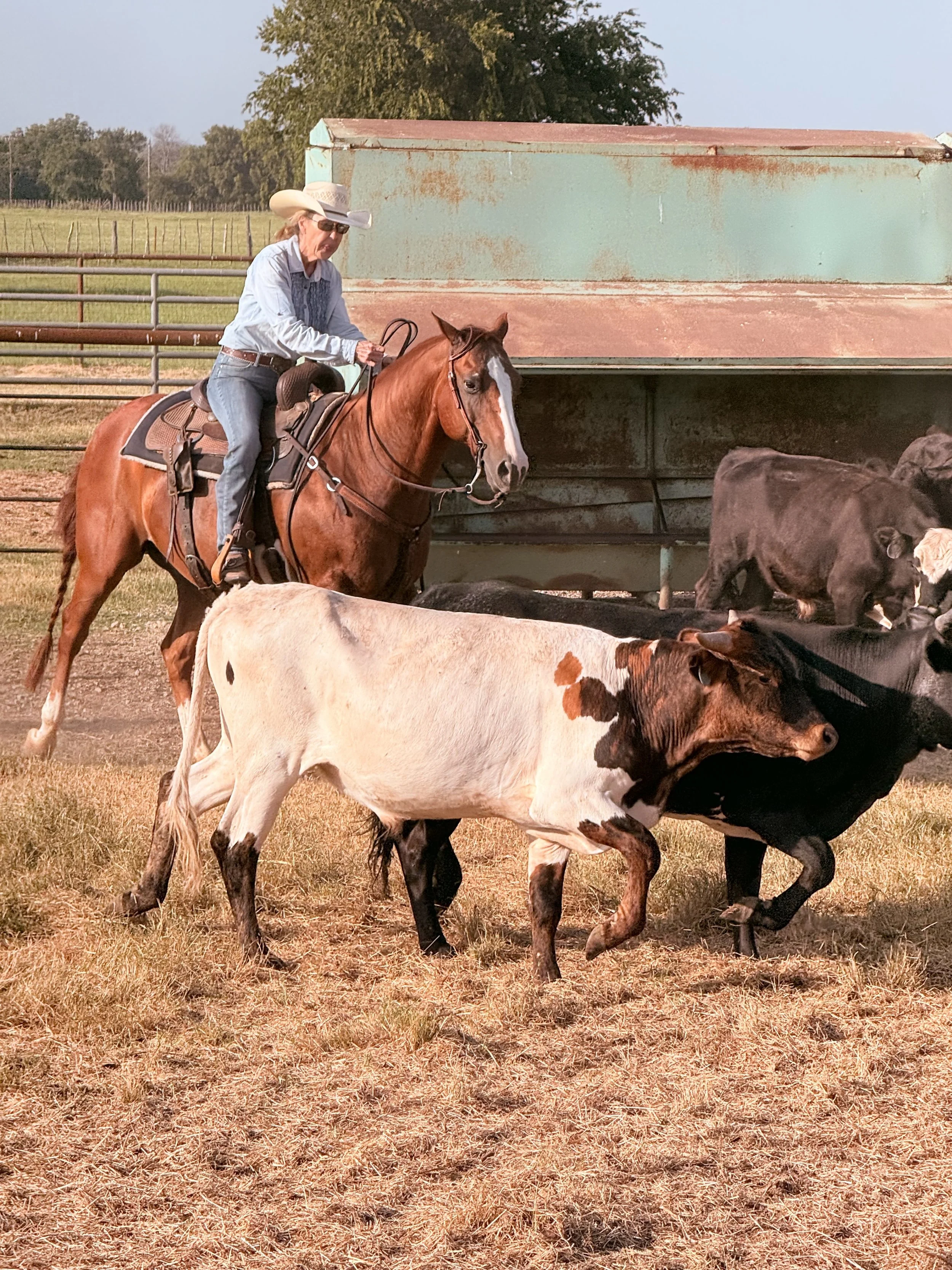 Horsemanship/ Cow work