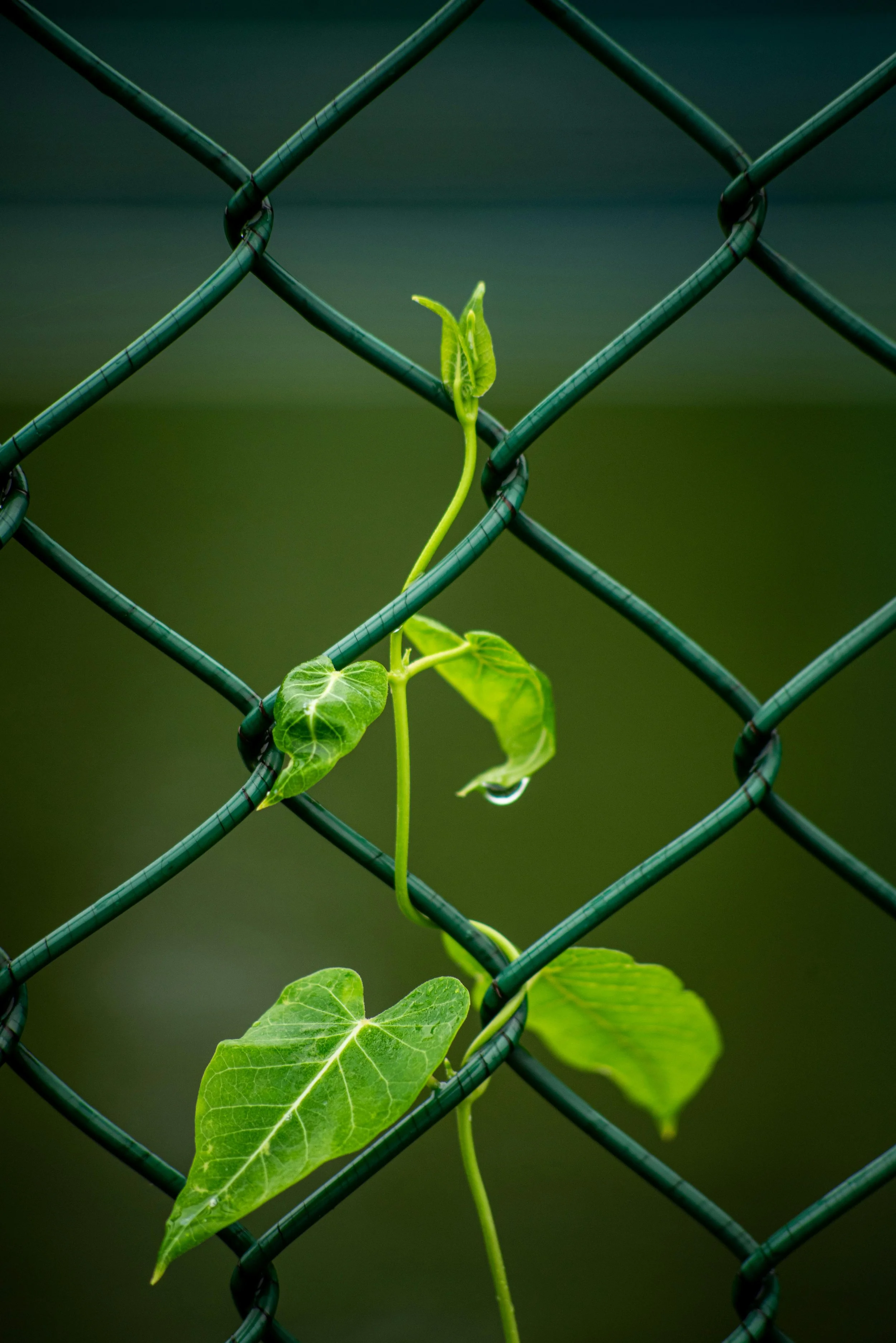 vine growing on a fence
