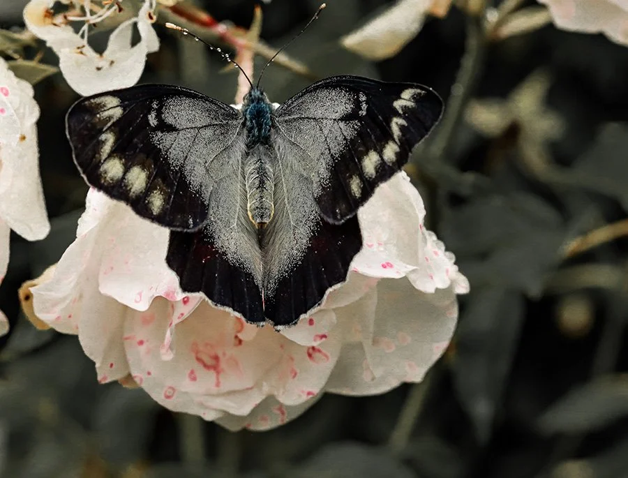 'Eclectics' Photo Exhibition Opening at Flack PTO Gallery