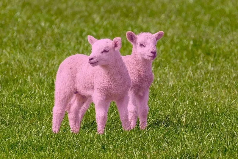 Lamb Sale for Pink Up Ballan