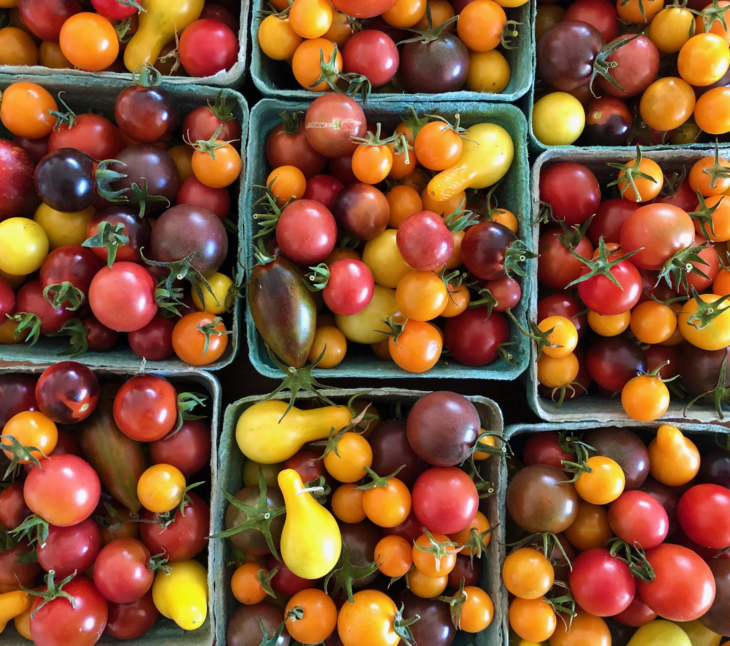 Tomato Days