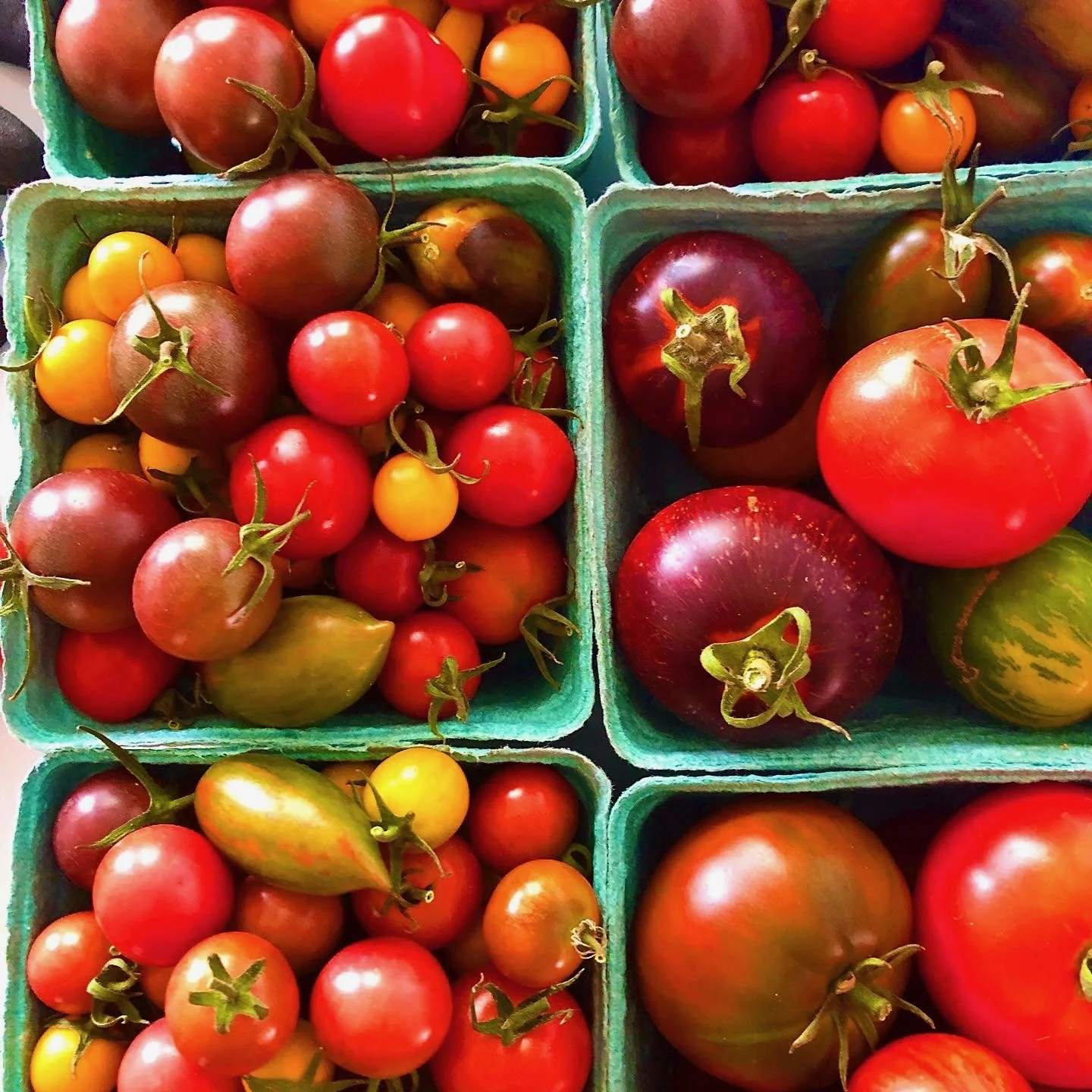Tomato Days