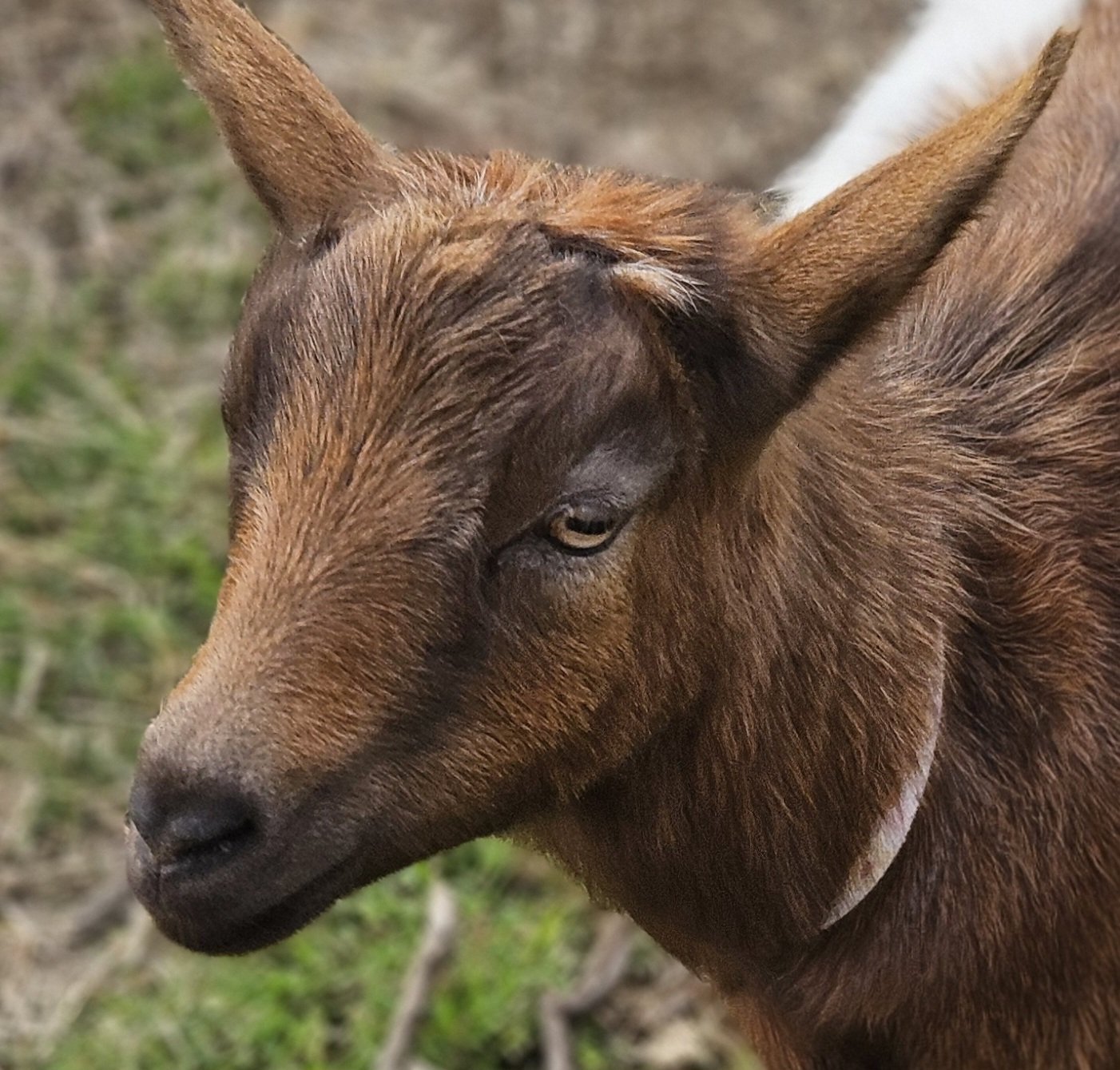 Meet Maybelline the Goat and Have Your Book Signed by Local Author Dawn Dolan!