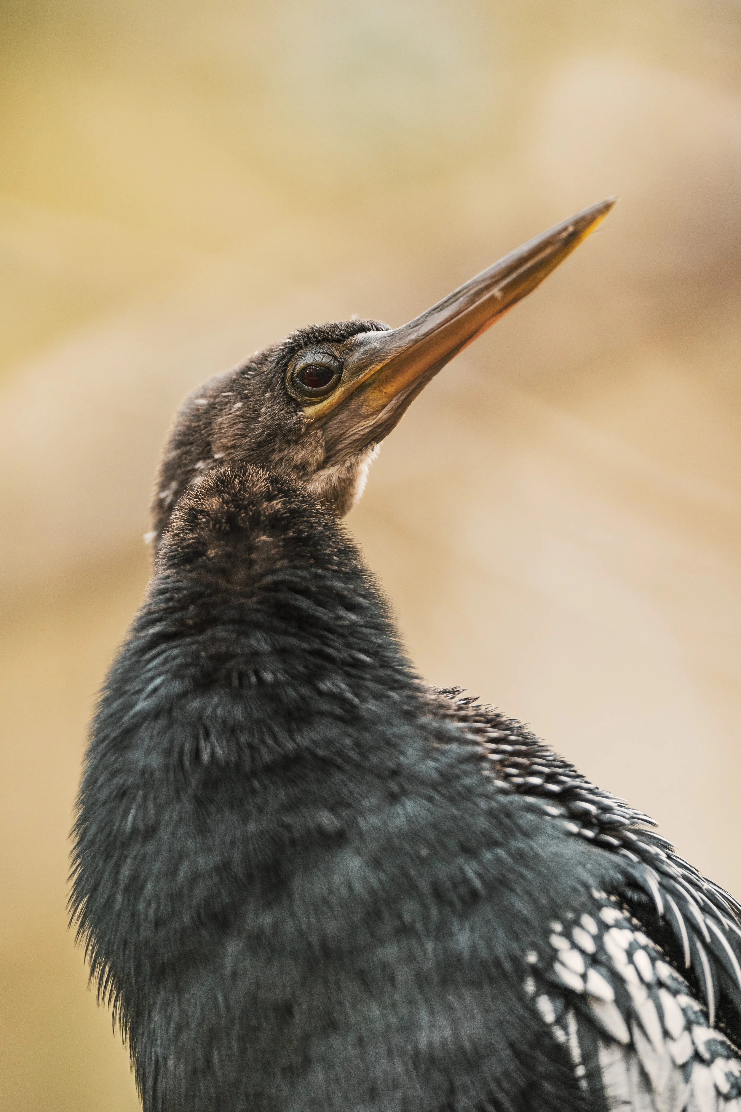 Anhinga.jpg