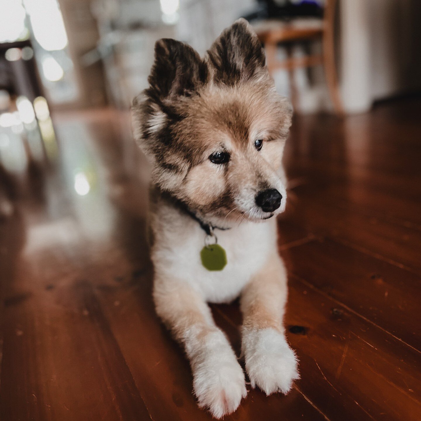 My old buddy. So sweet. 🥰
.
My advice for those with young dogs: When you're training, don't forget to teach them the hand movements attached to commands. When they get older and start to lose their hearing, you'll be pleased you did. 👌
.
He has st