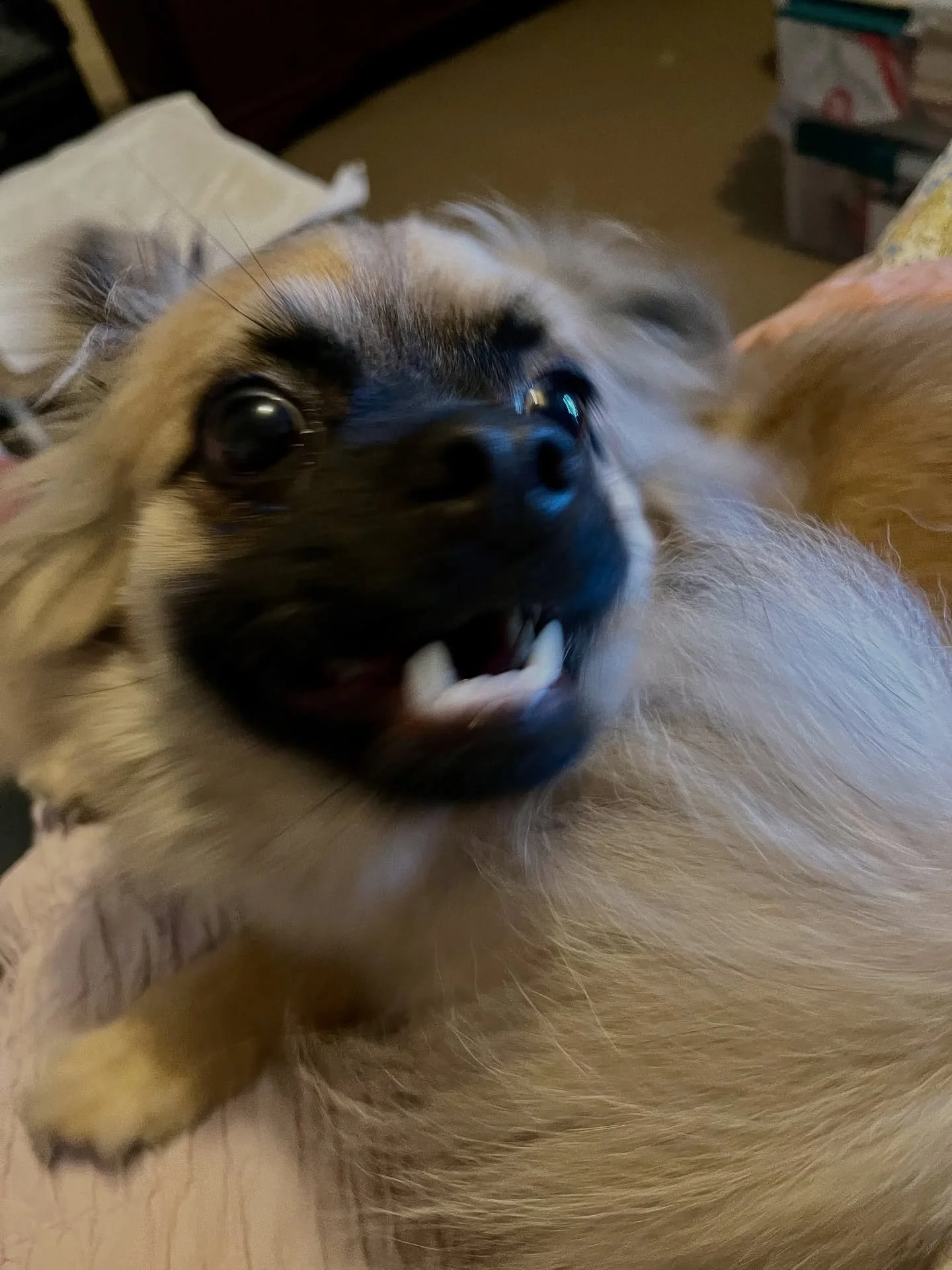 I asked him, &lsquo;did you just f*rt on me?&rsquo; and this was the response. 🤨
.
Poor baby&rsquo;s got an upset tummy.
.
.
.
#upsettummy #ilovedogs #puppylife🐾