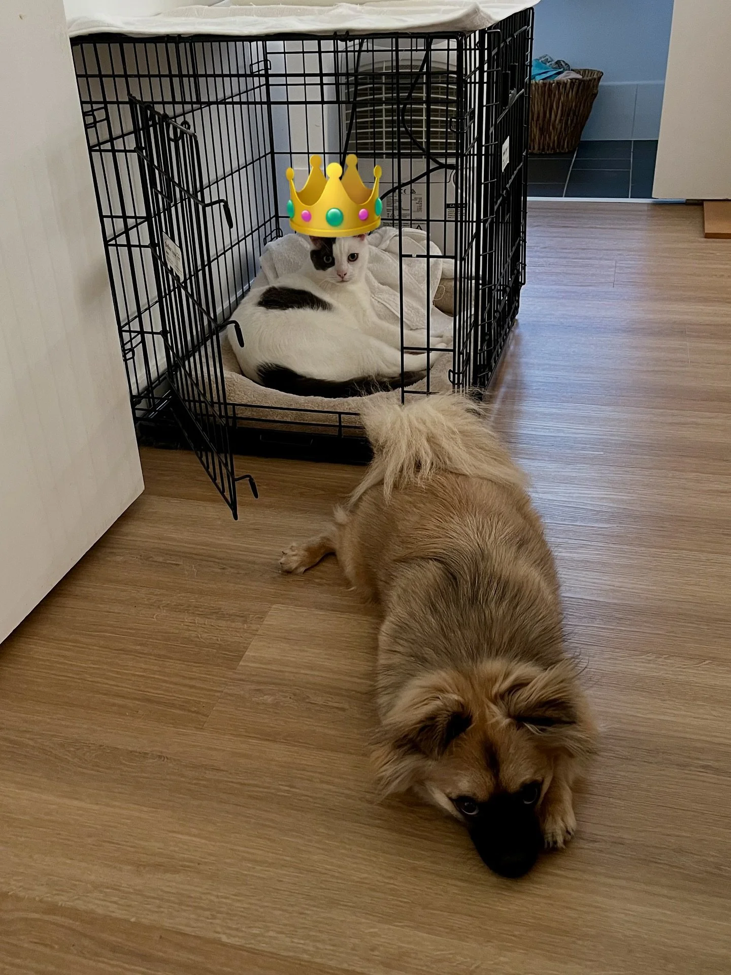 It&rsquo;s just how it is. 🤷🏻&zwj;♀️
.
.
.
#petpolitics #winnertakesitall #daboss #alphapet