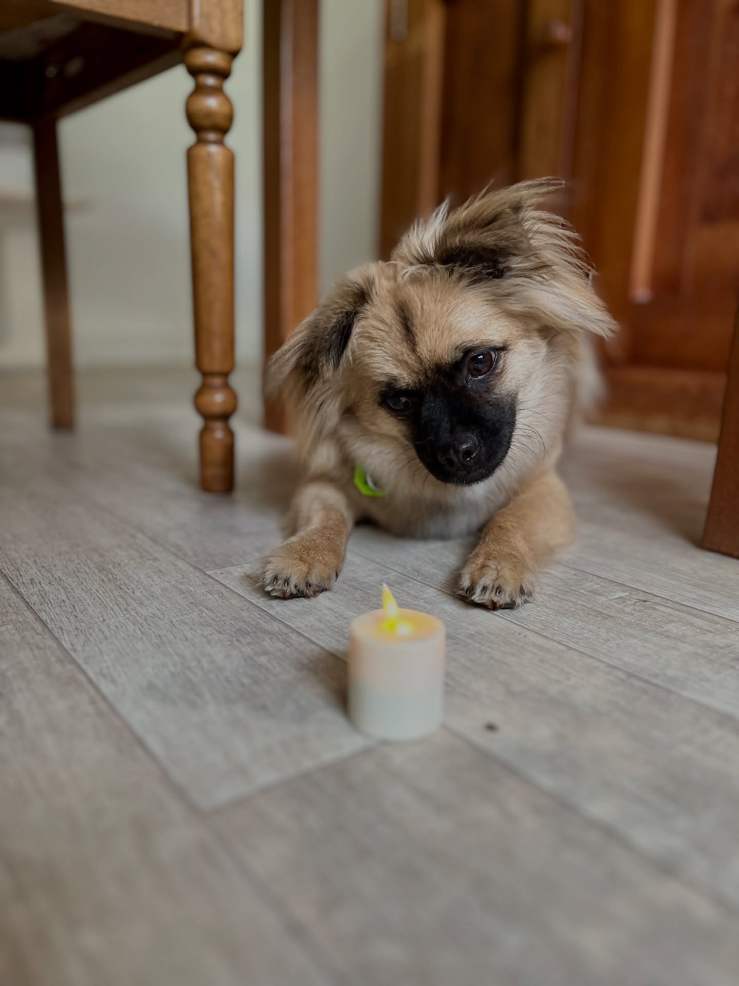 Birthday boy 😍🥰😍
.
At one year old, Stan&rsquo;s hobbies include ball games, eating snicky snacks, and rock collecting. 
.
Yes. I did mean to write rock collecting. I&hellip; 🤷🏻&zwj;♀️🤷🏻&zwj;♀️🤷🏻&zwj;♀️
.
Out of toys, though, this mallard du