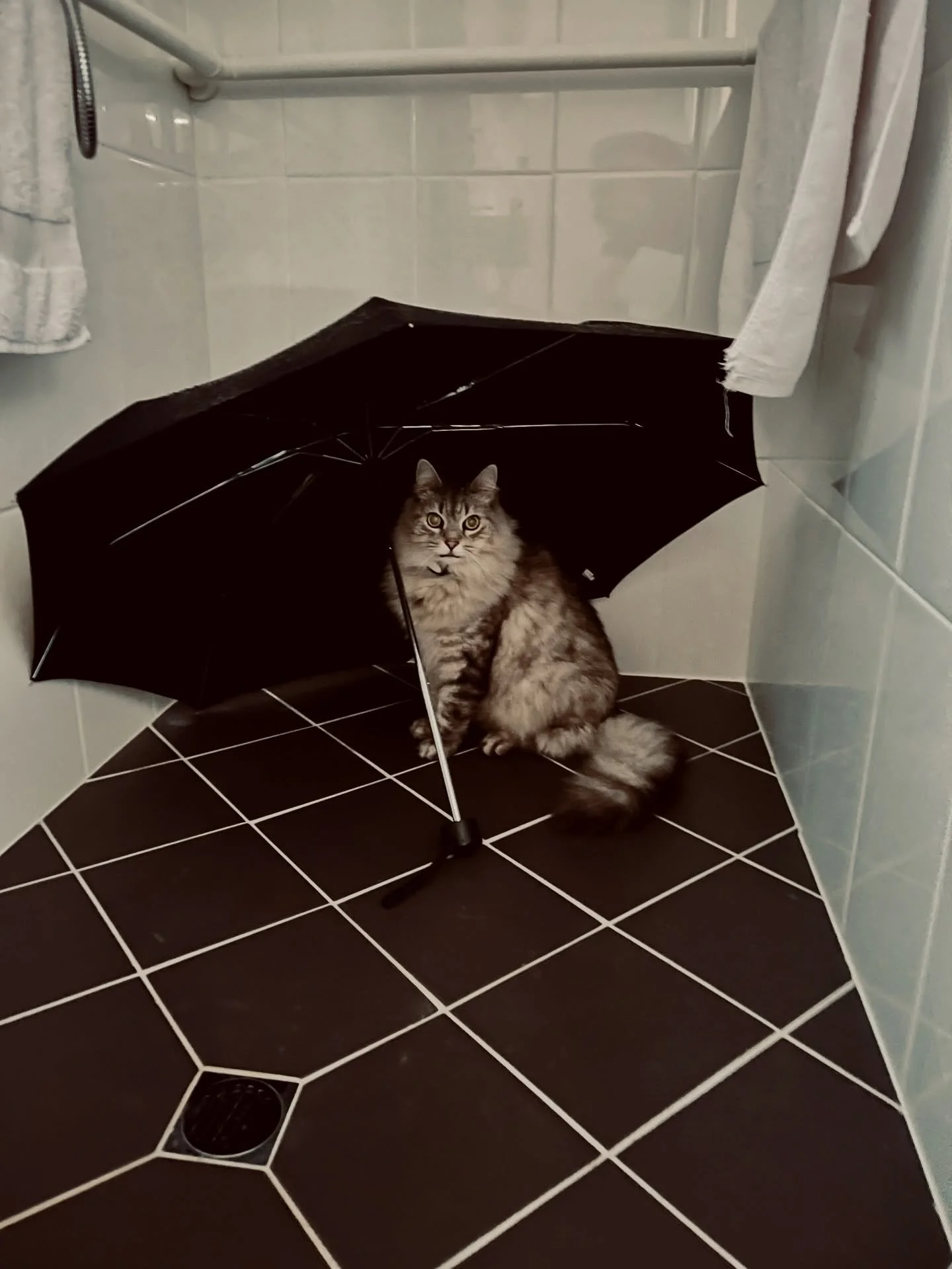 My editorial team. One of them lives in the shower. 🐾 Swipe for more &mdash; including the human I keep off the grid.🪞
.
.
.
#WritersOfInstagram #AuthorLife #CatsOfInstagram #WritingCommunity #FurryCoworkers