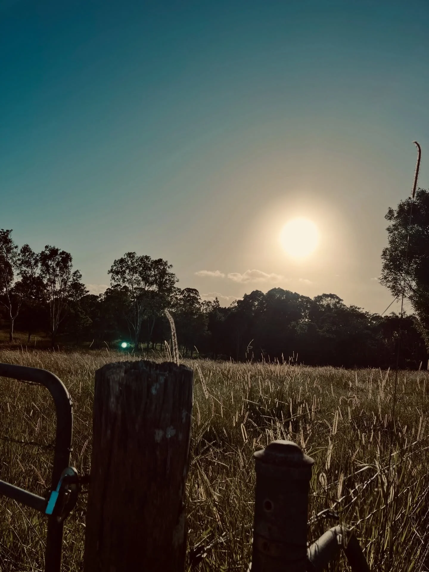 Sunrise over the paddock.
Roses thriving - because I don&rsquo;t touch them
My dog&rsquo;s rock collection. Stan puts great effort into choosing them.
.
Yes, we&rsquo;ve got a good life. ☀️🫶🏻
.
🎉📕 In case you haven&rsquo;t noticed I&rsquo;m runni